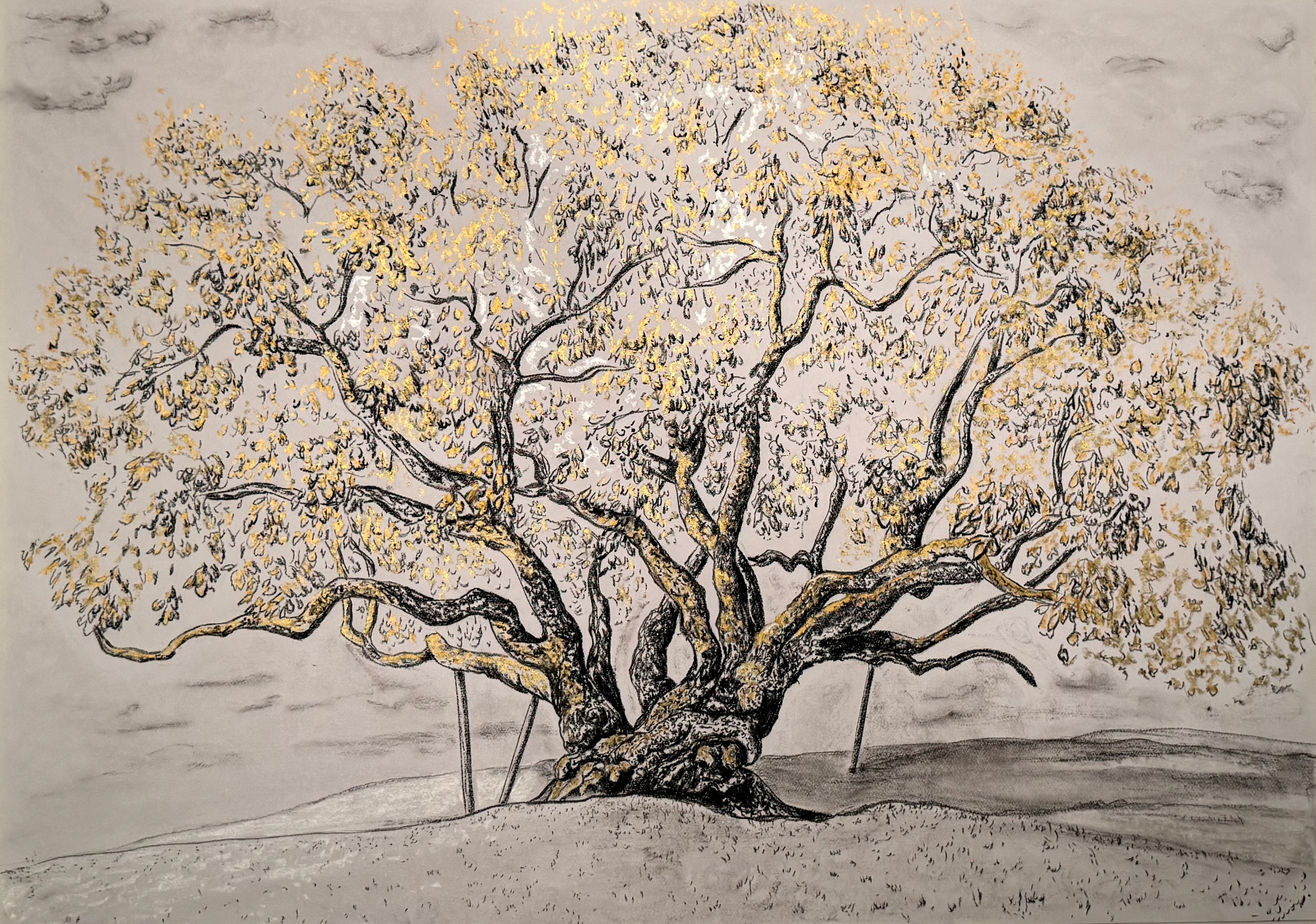 Catalpa Tree- Rochester