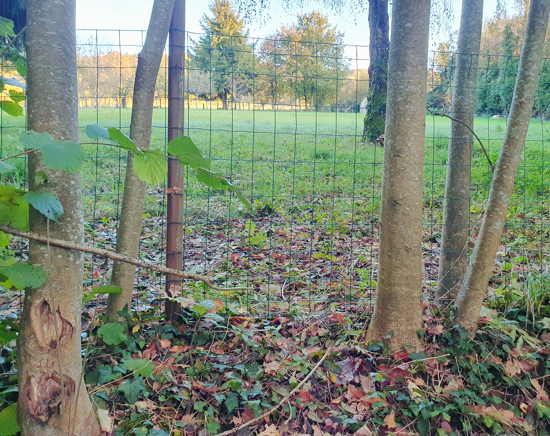 Rester plantée là
