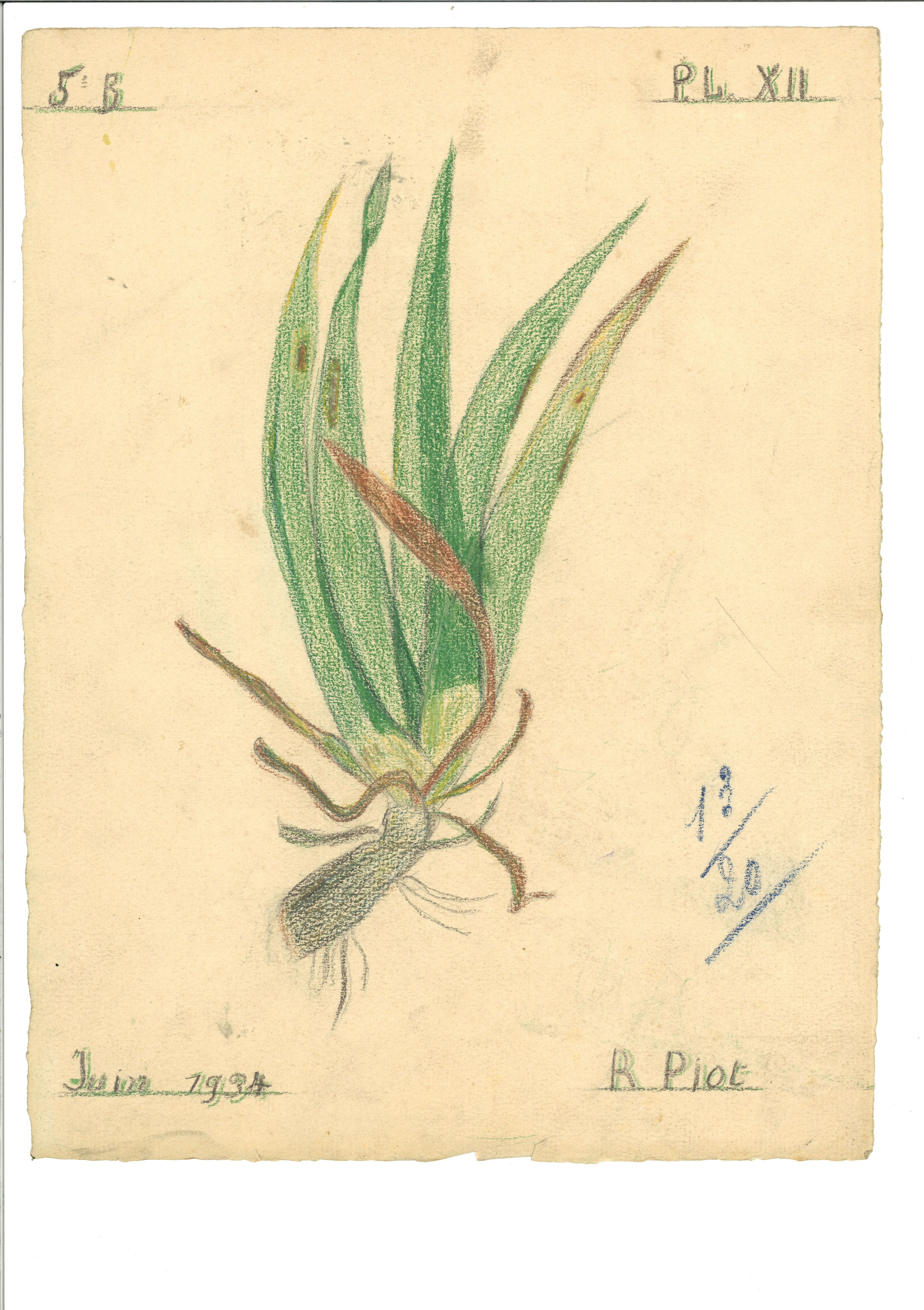 Oeuvre originale de PRAM - 1934