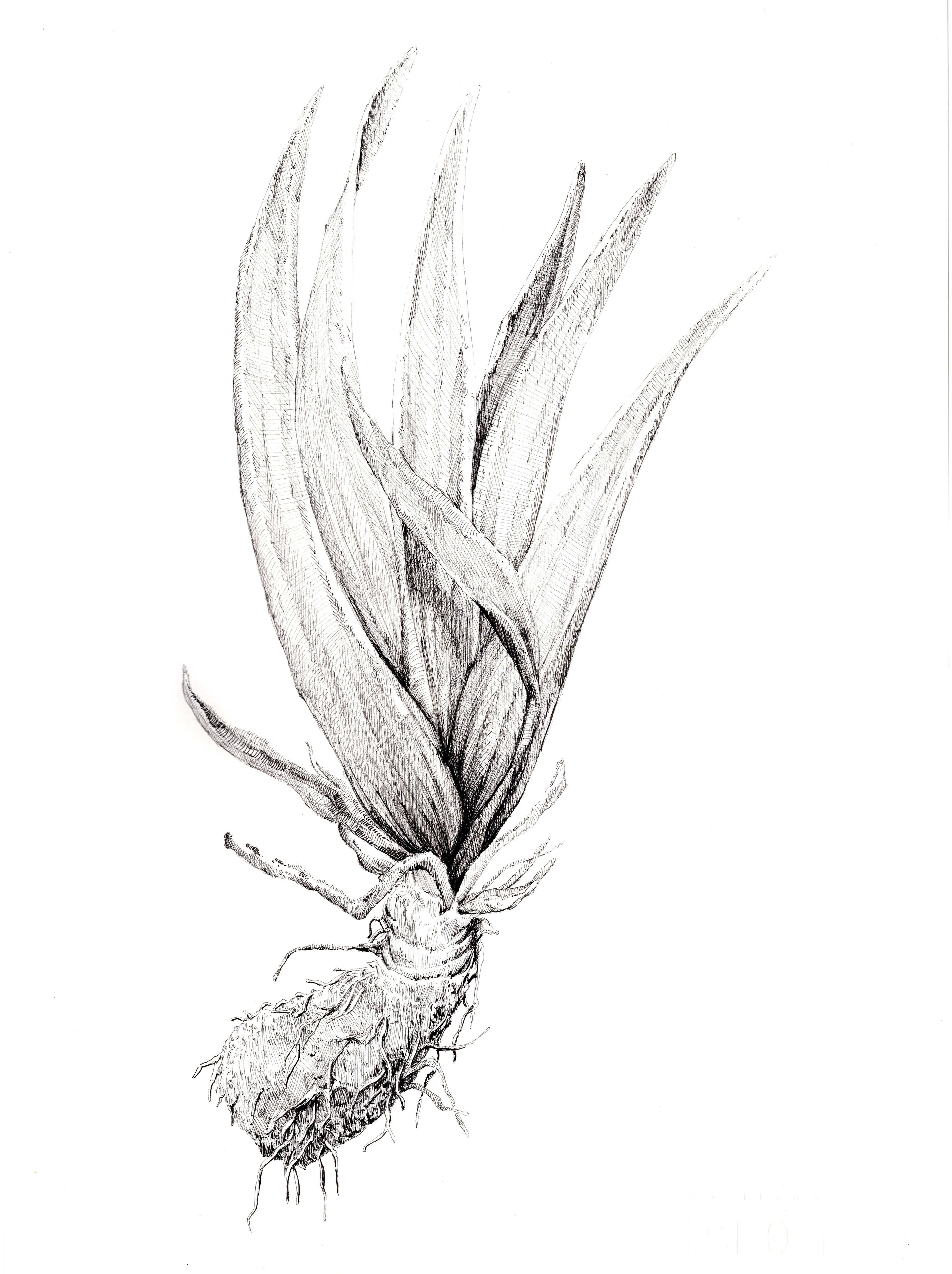 Oeuvre réinterprétée