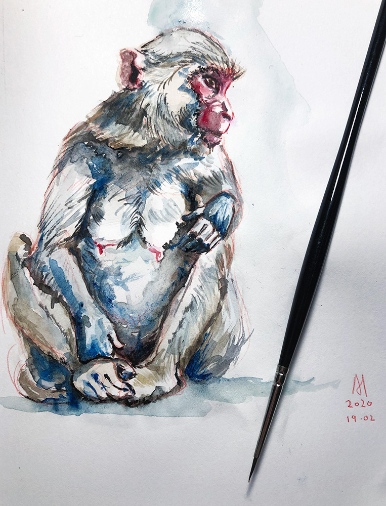 Monkey Temple - Jaipur