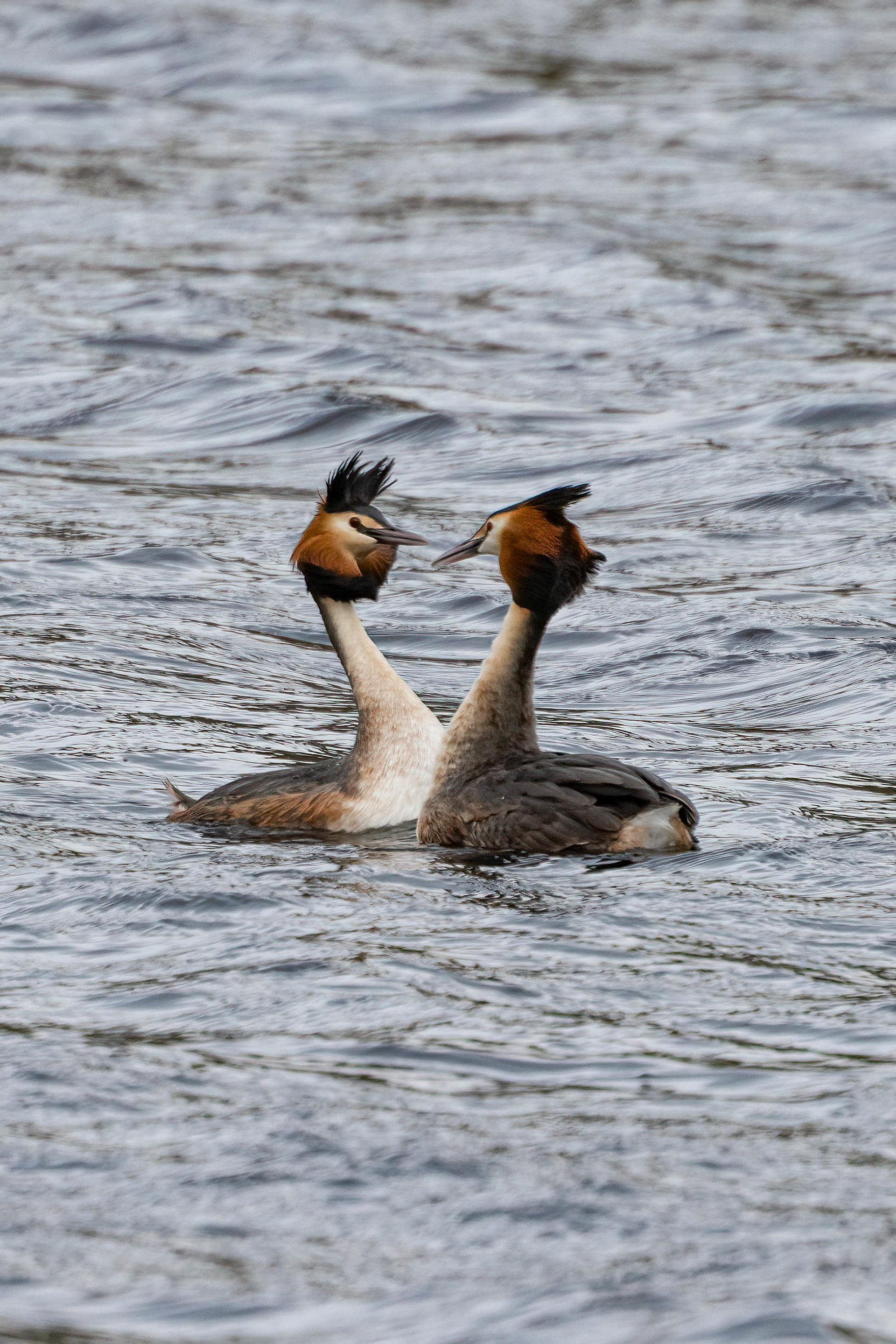 Great Crested Grebe - UK