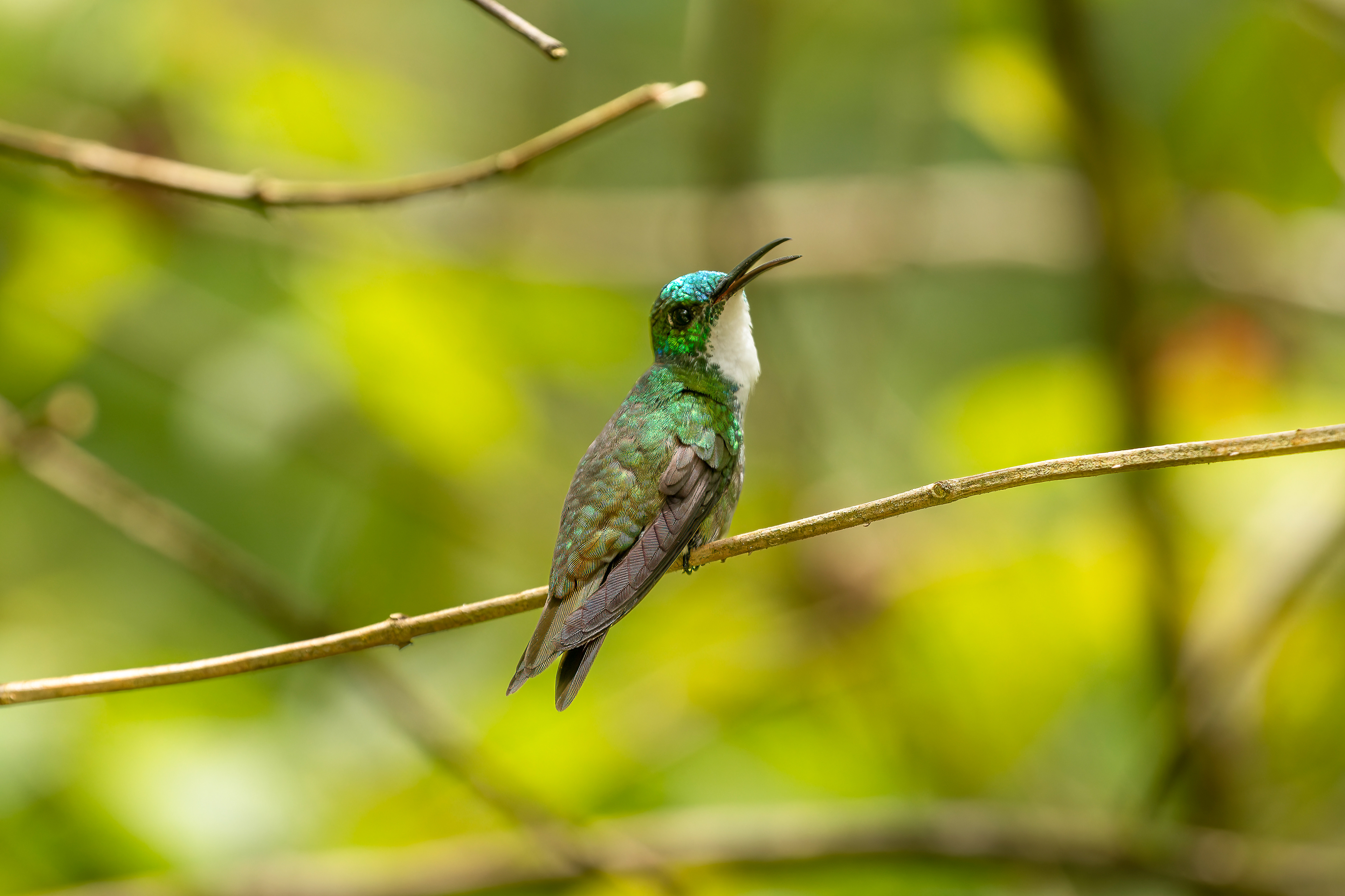 White-chested Emerald - Trinidad