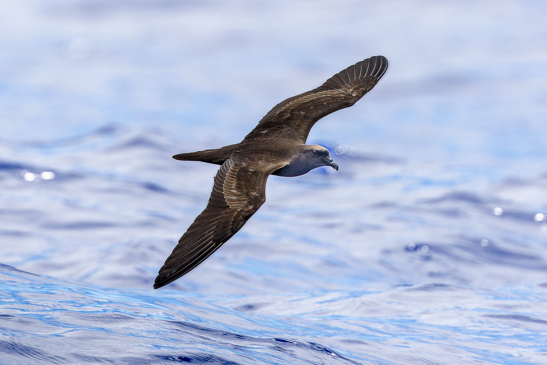Bulwer's Petrel - Madeira