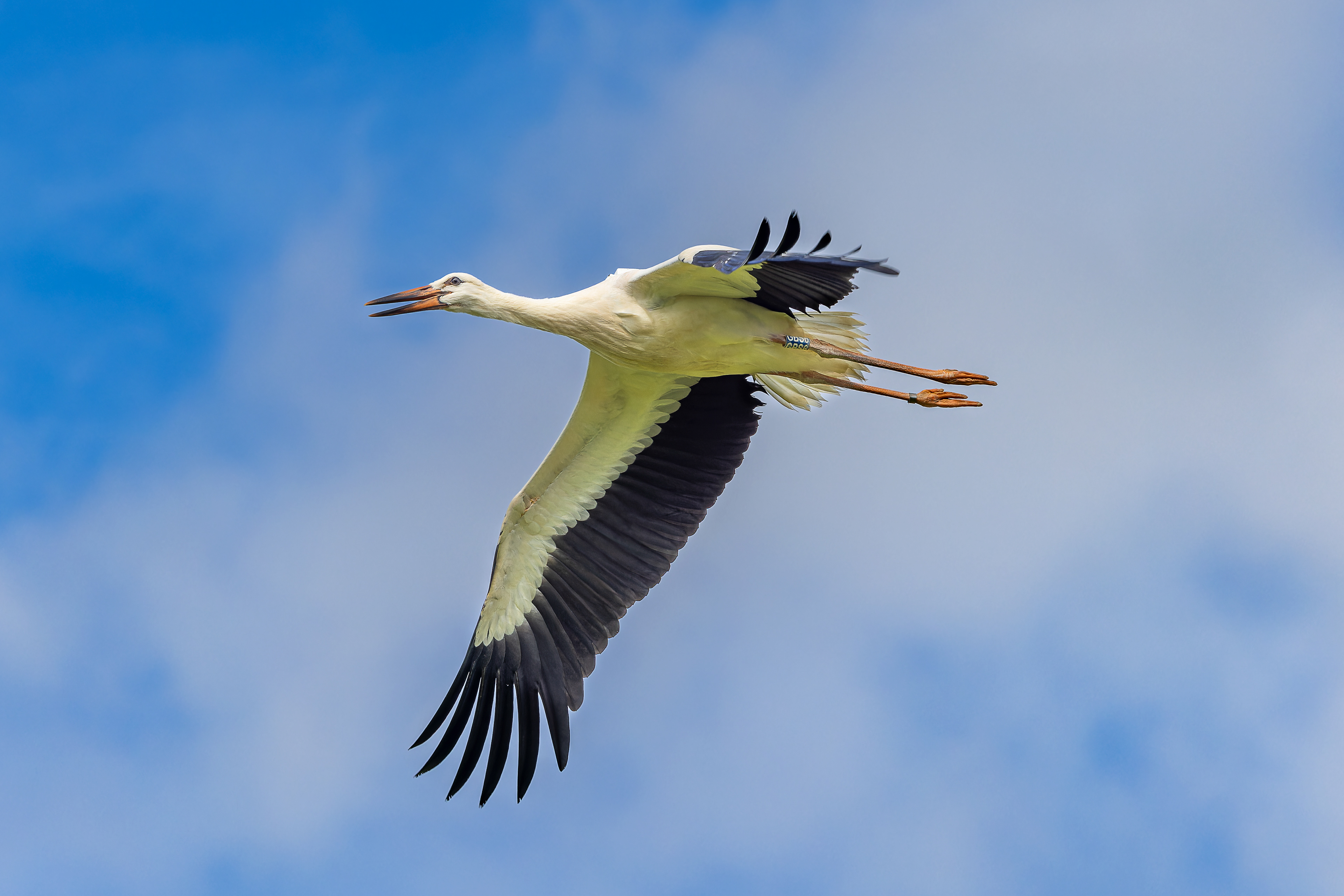 White Stork - UK