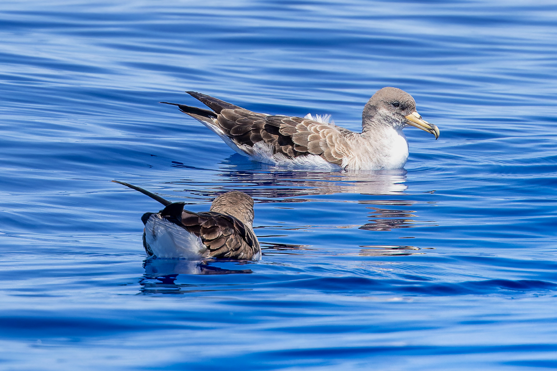 Cory's Shearwater - Madeira