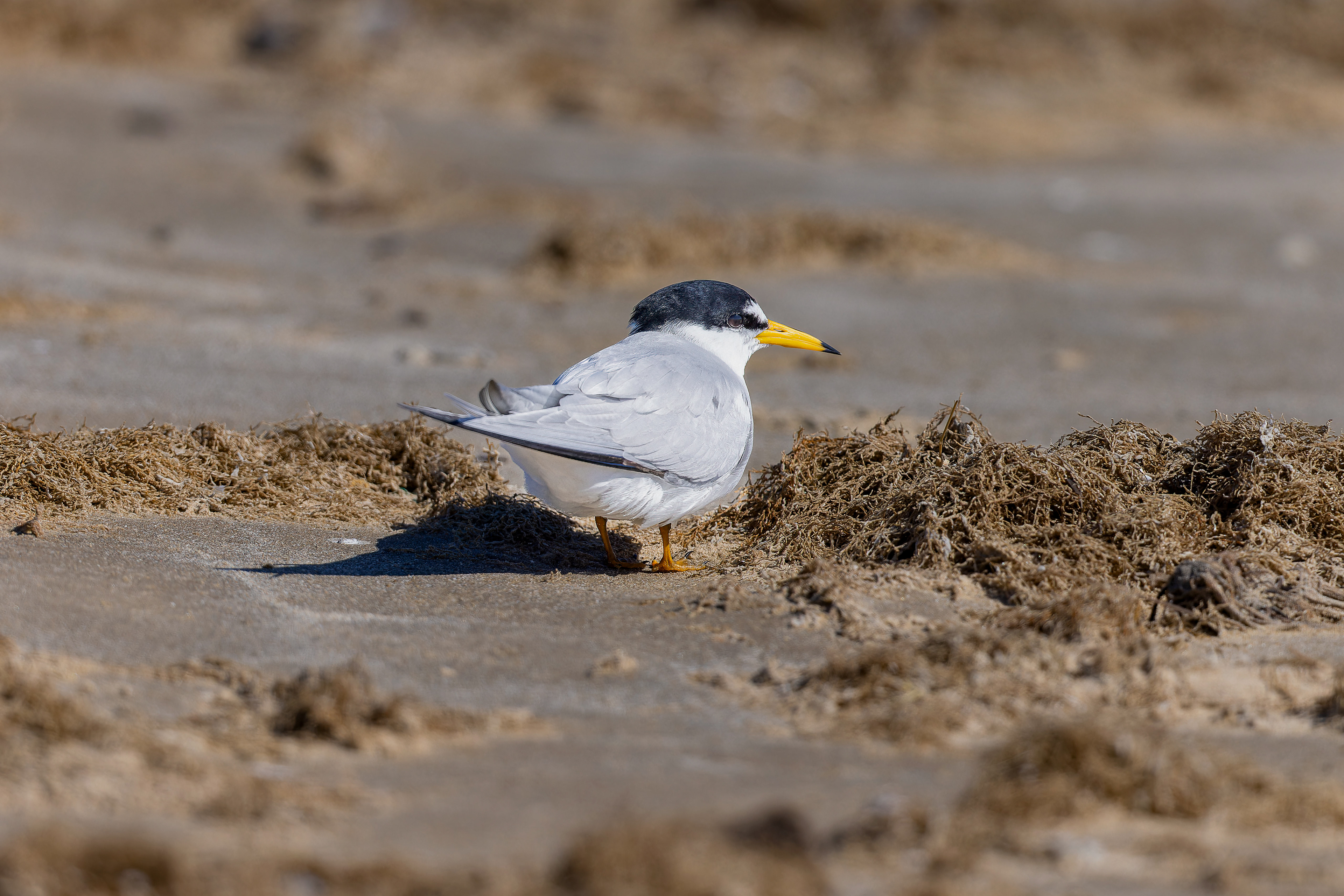 Least Tern - USA