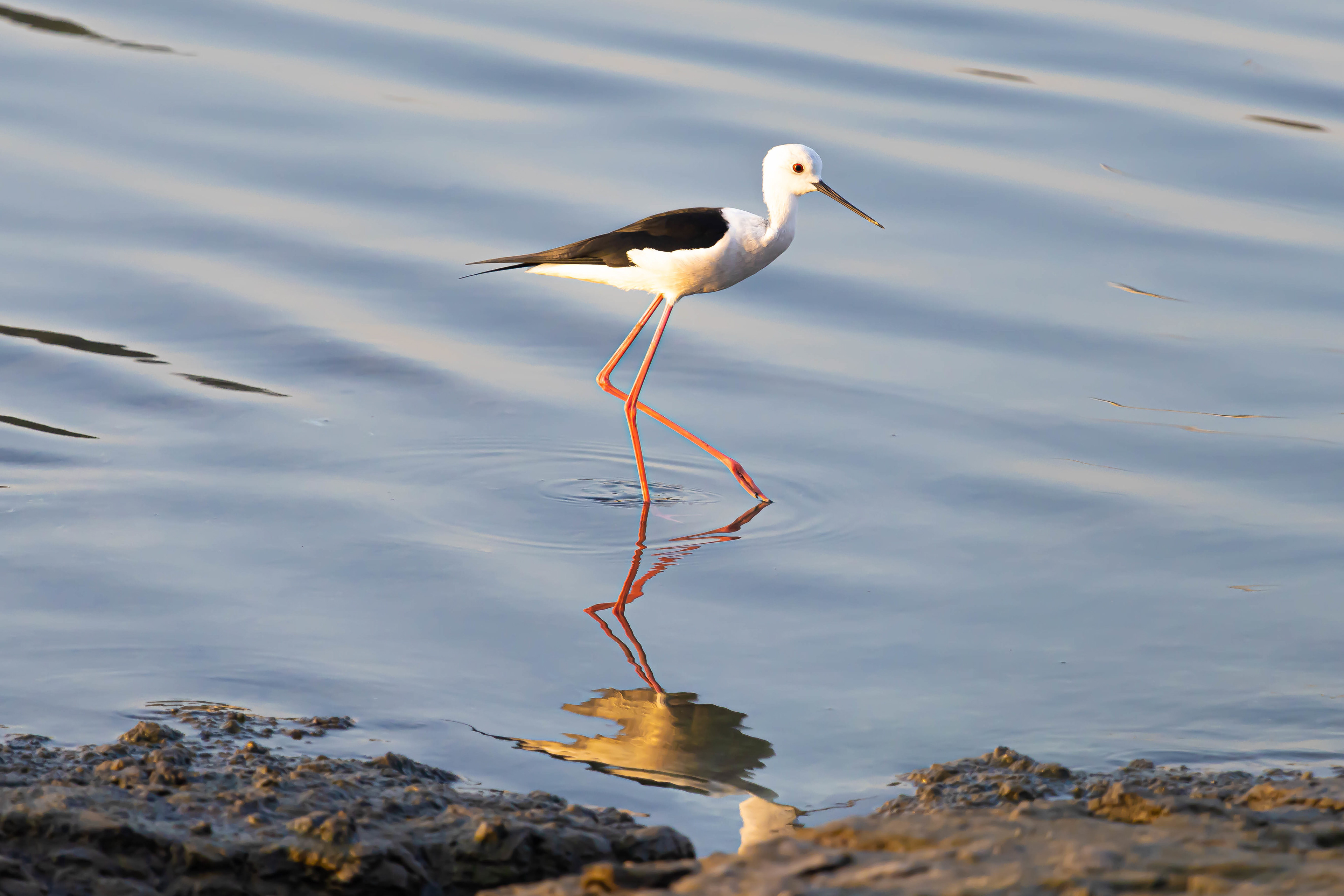 Black-winged Stilt - Bahrain