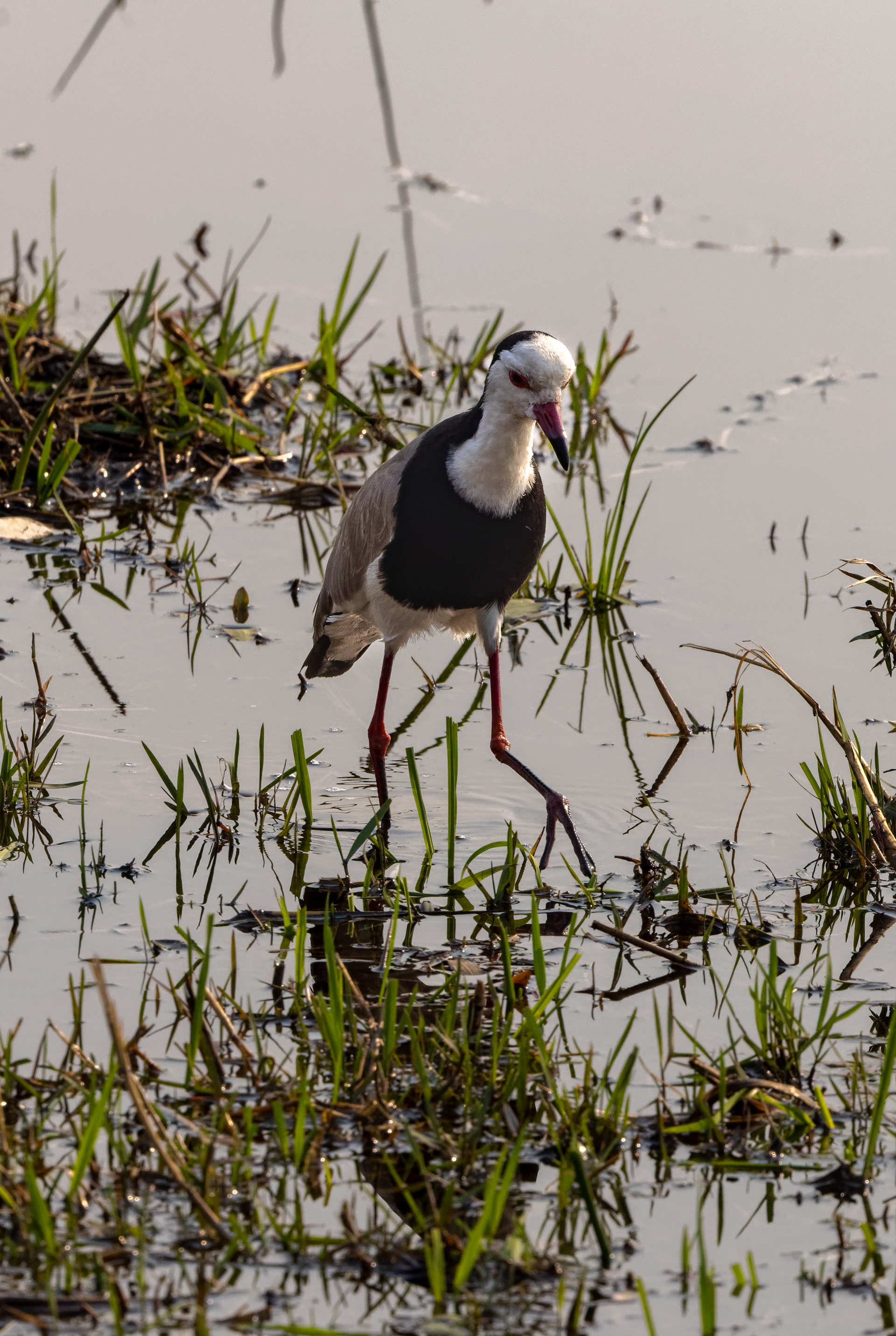 Long-toed Lapwing - Botswana
