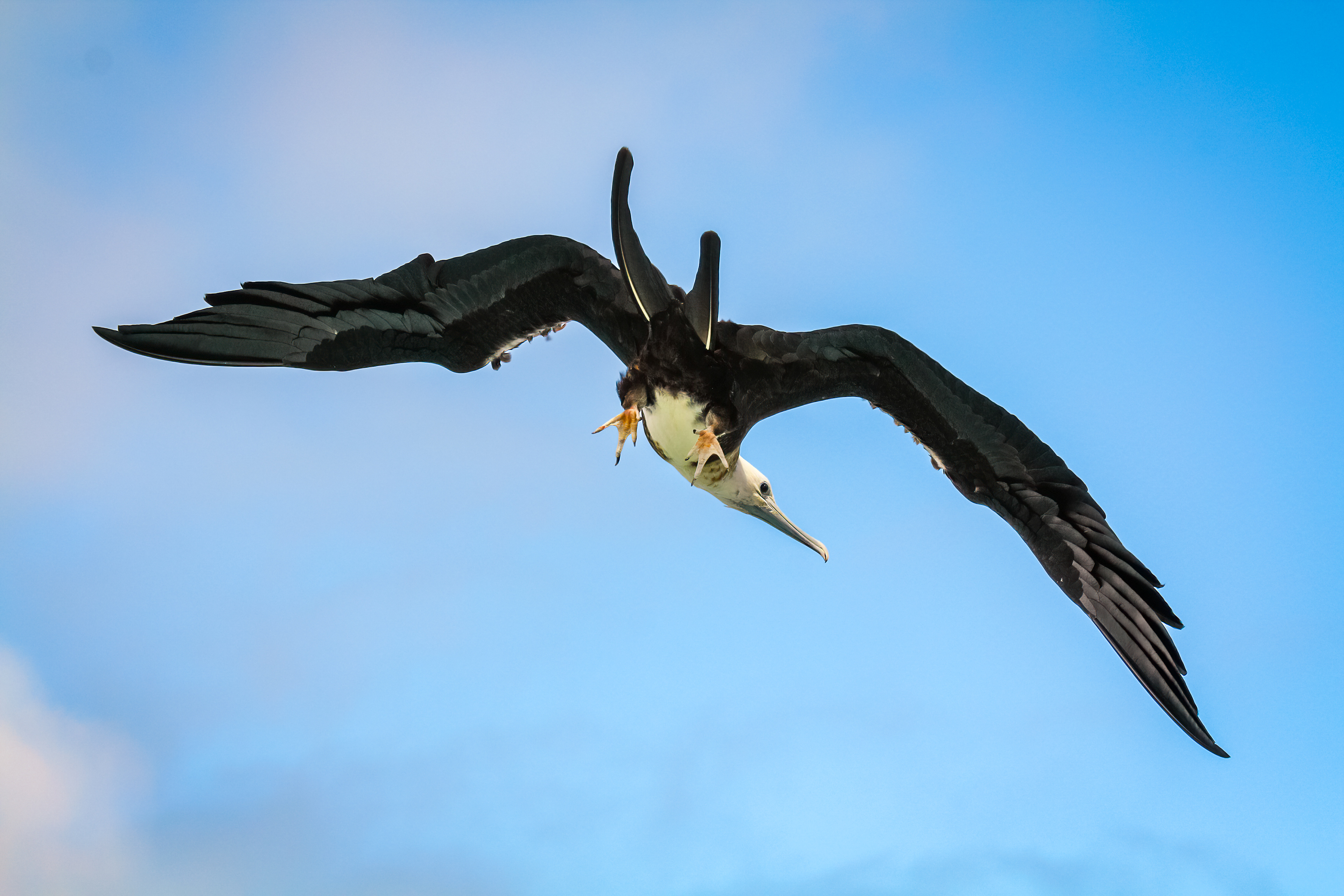 Magnificent Frigate Bird - Galapagos