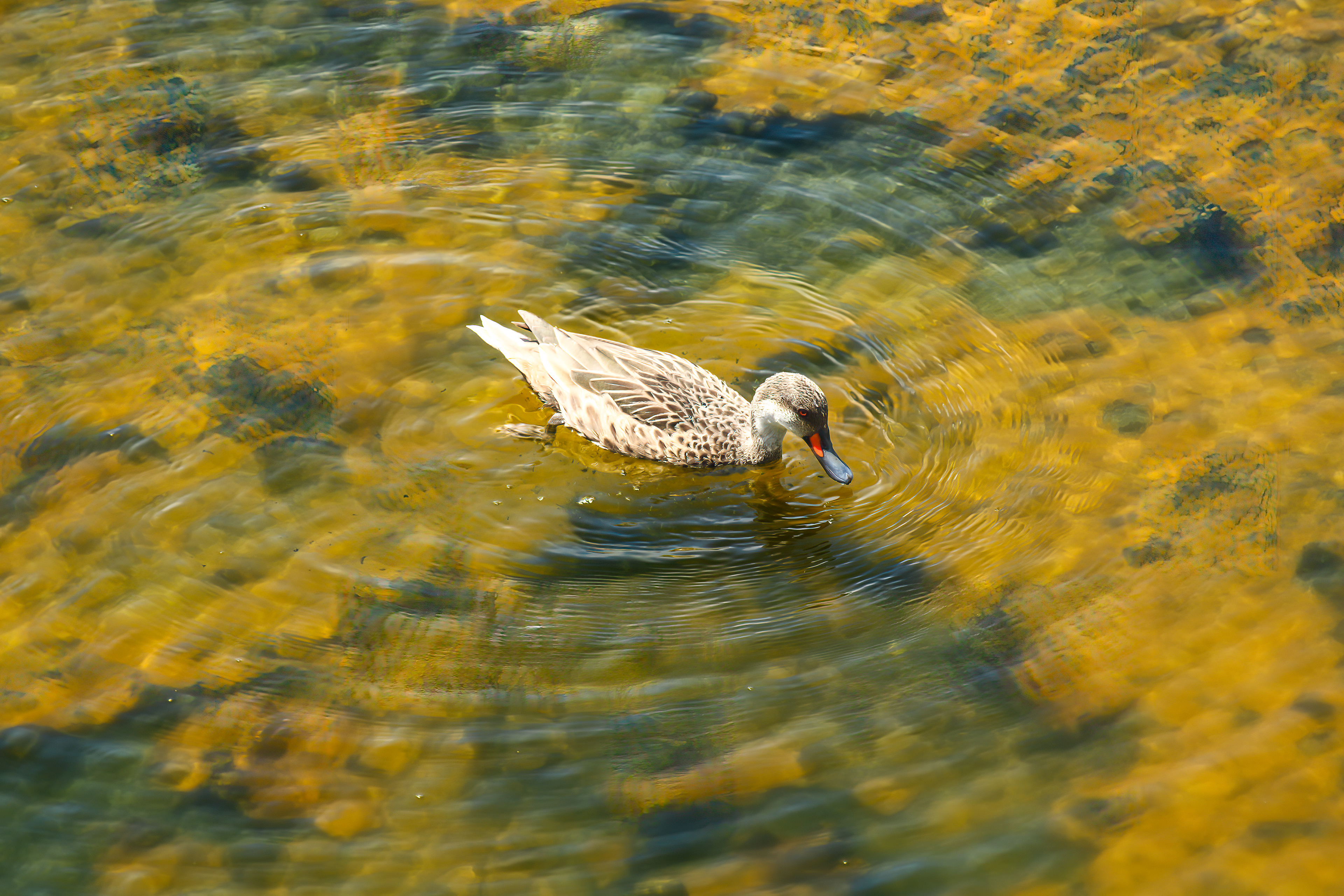 White-cheeked Pintail - Galapagos