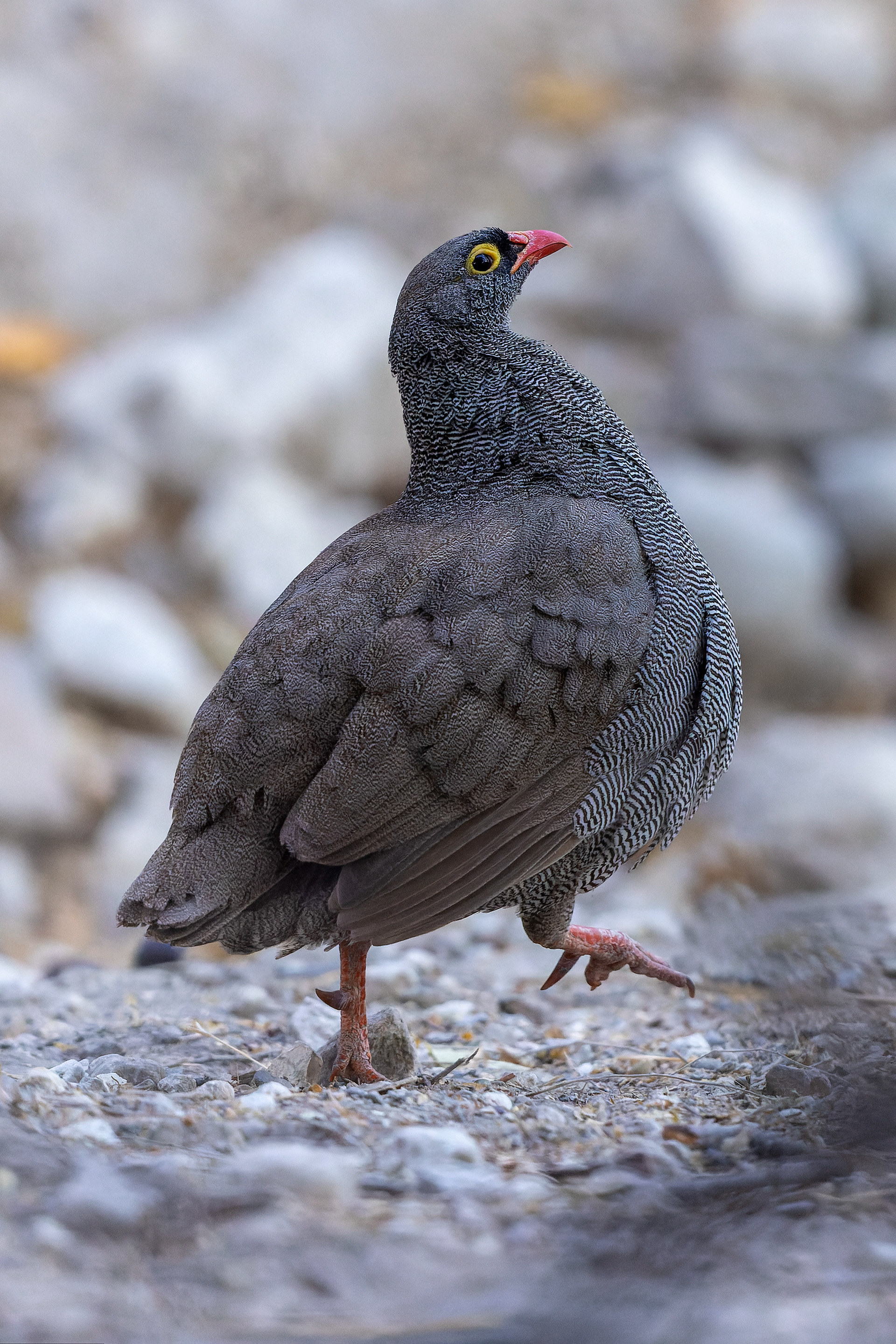 Red-billed Spurfowl - Botswana