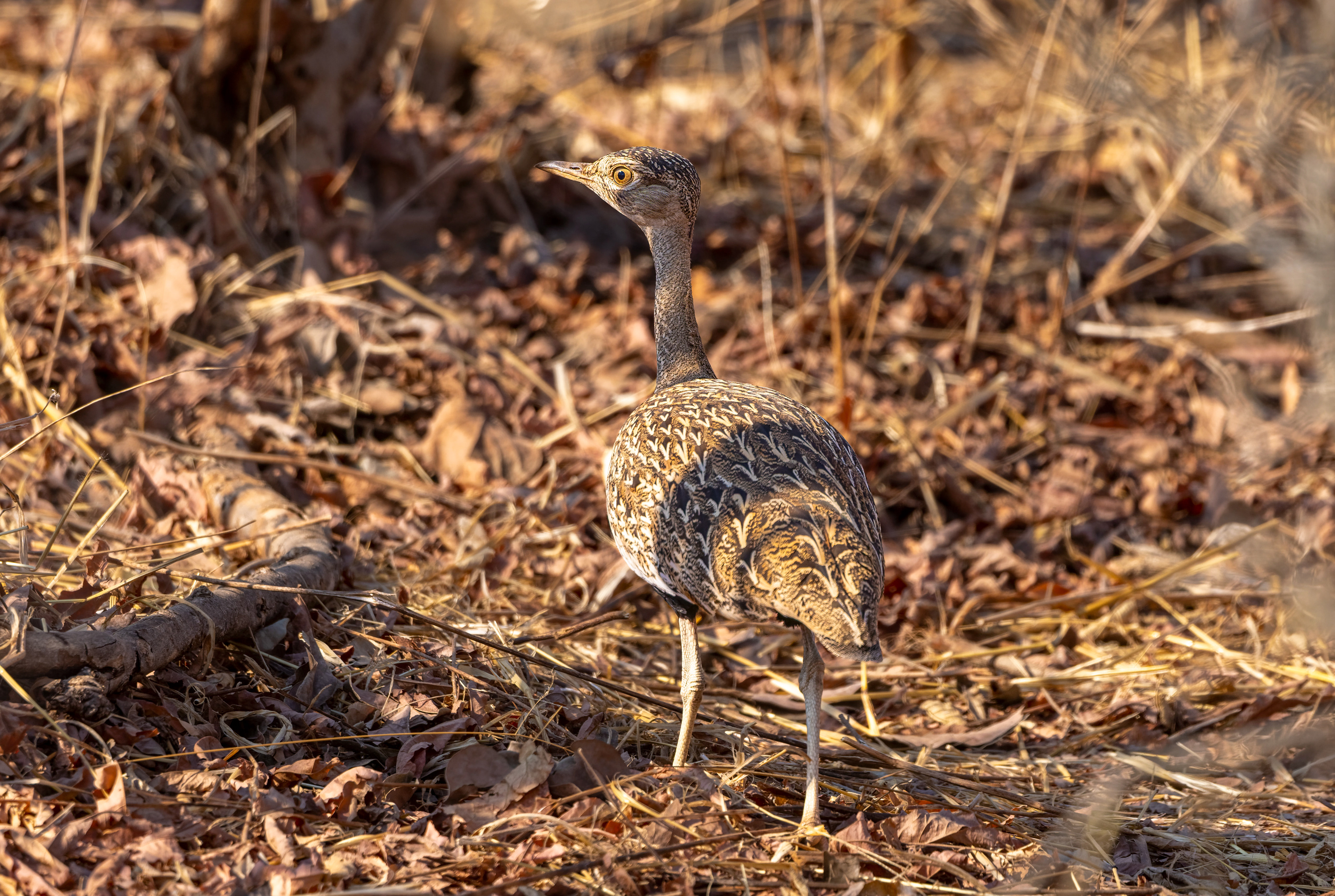 Red-crested Korhaan - Botswana