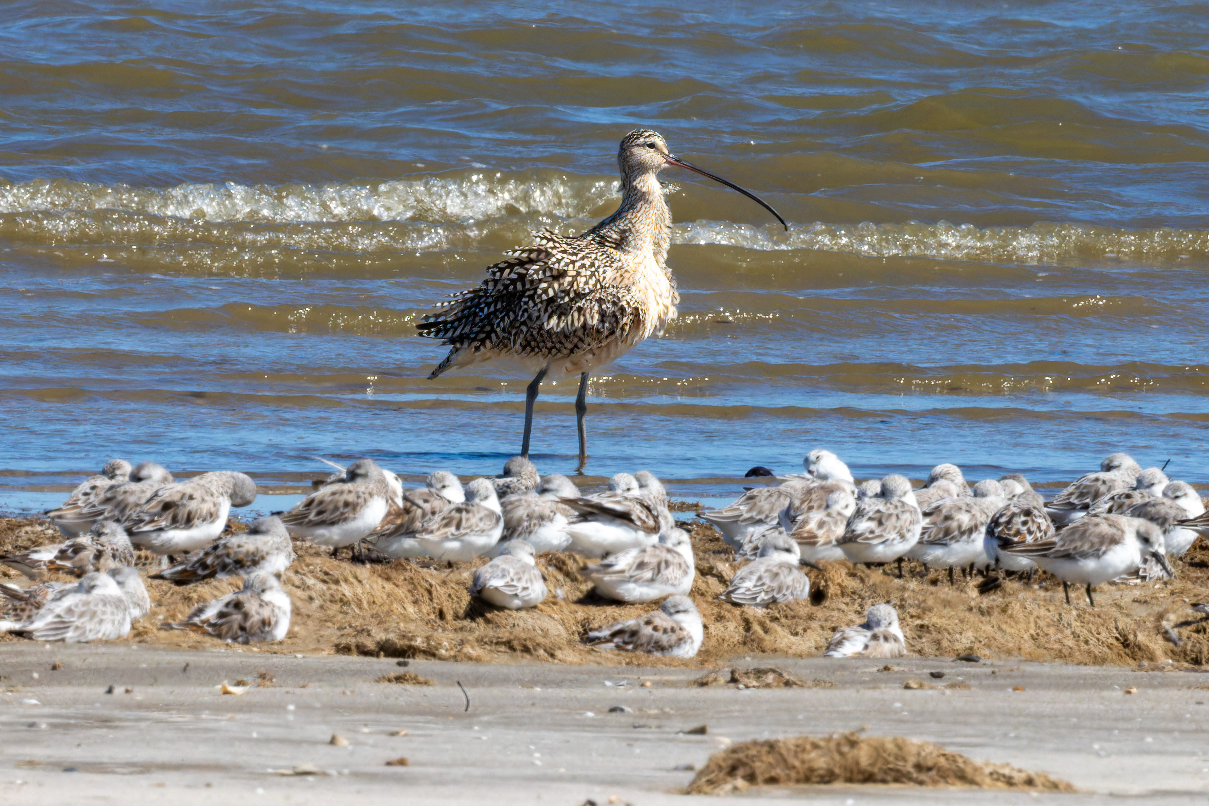 Long-billed Curlew and Sanderling - USA
