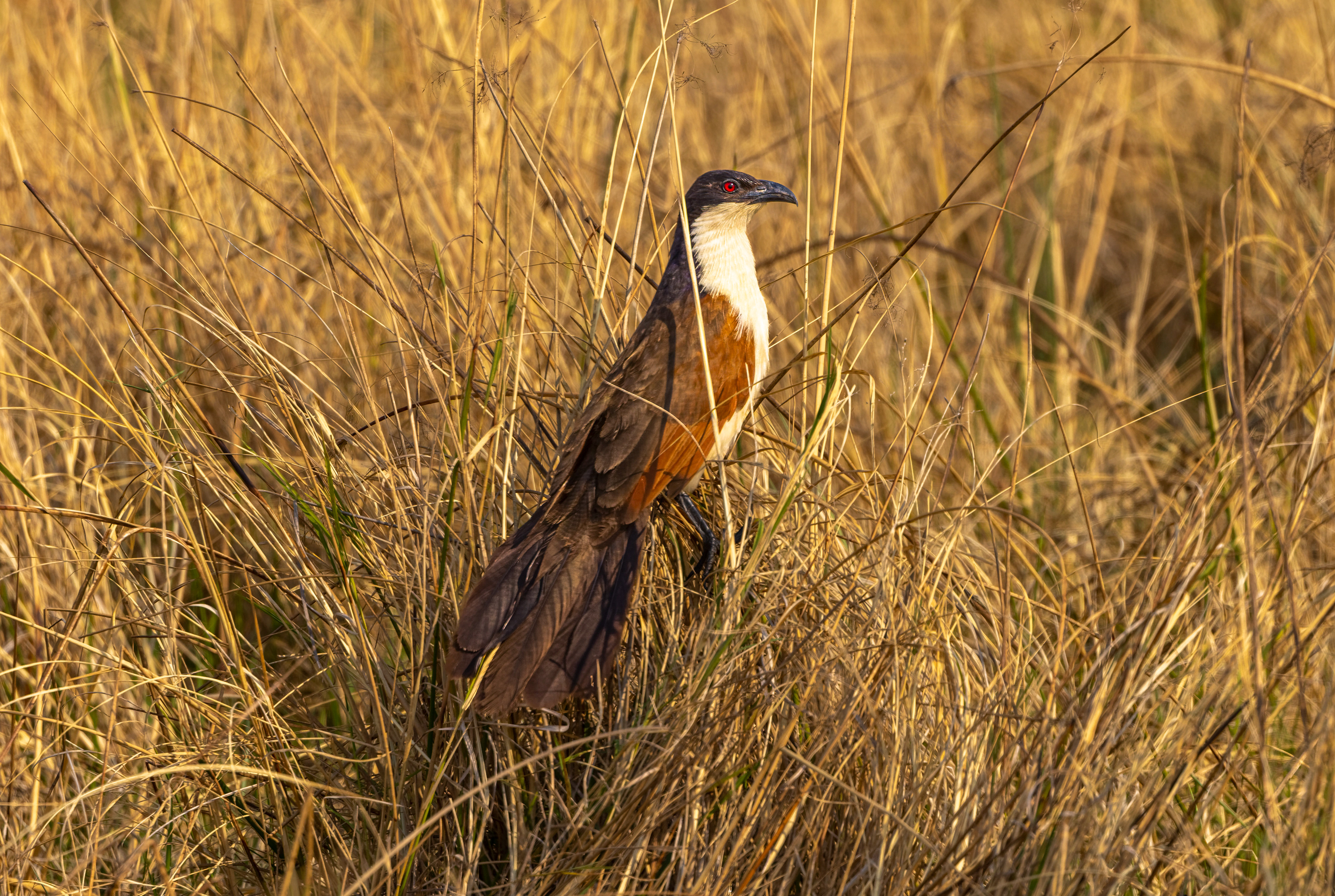 Coppery-tailed Coucal - Botswana
