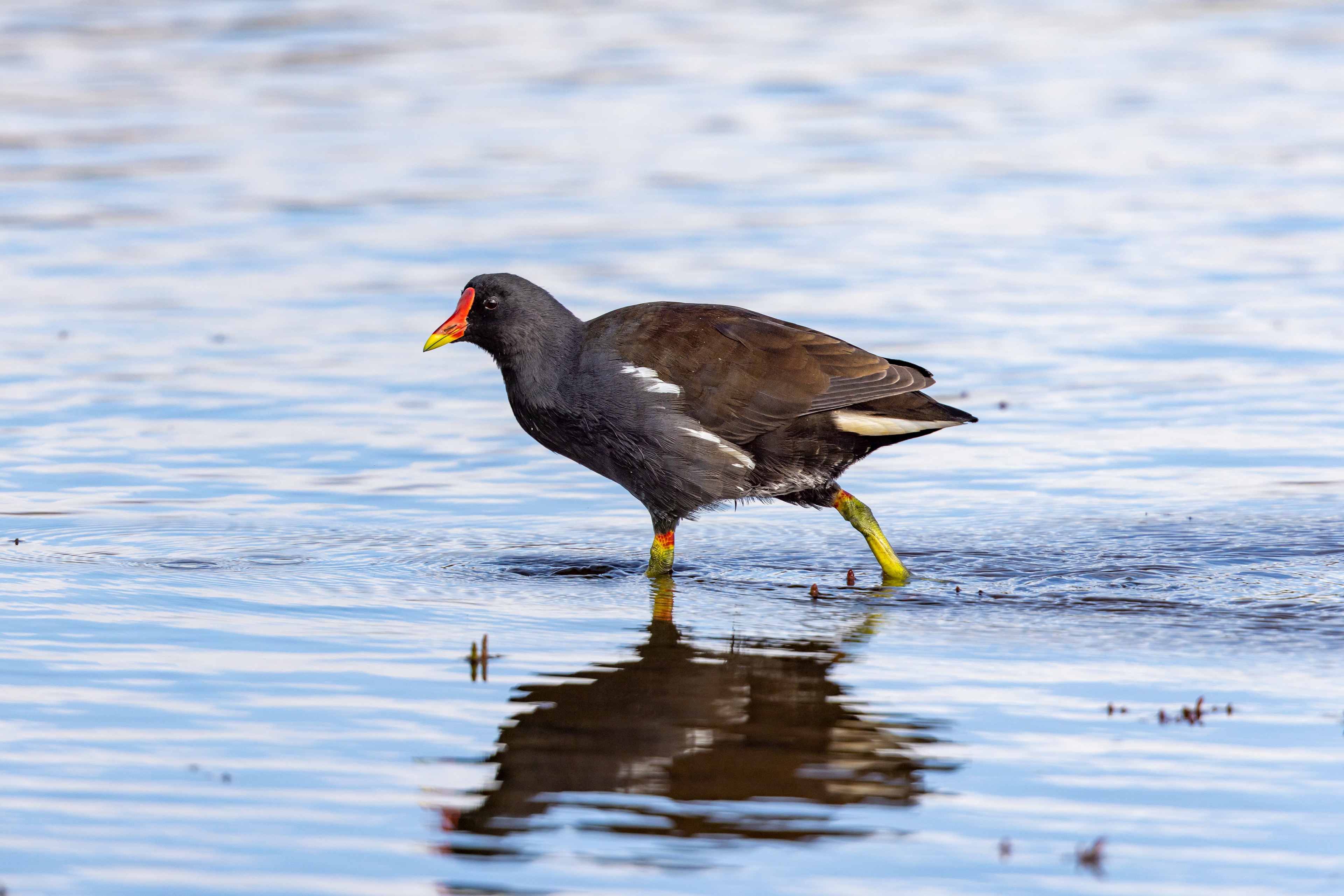 Common Moorhen - UK