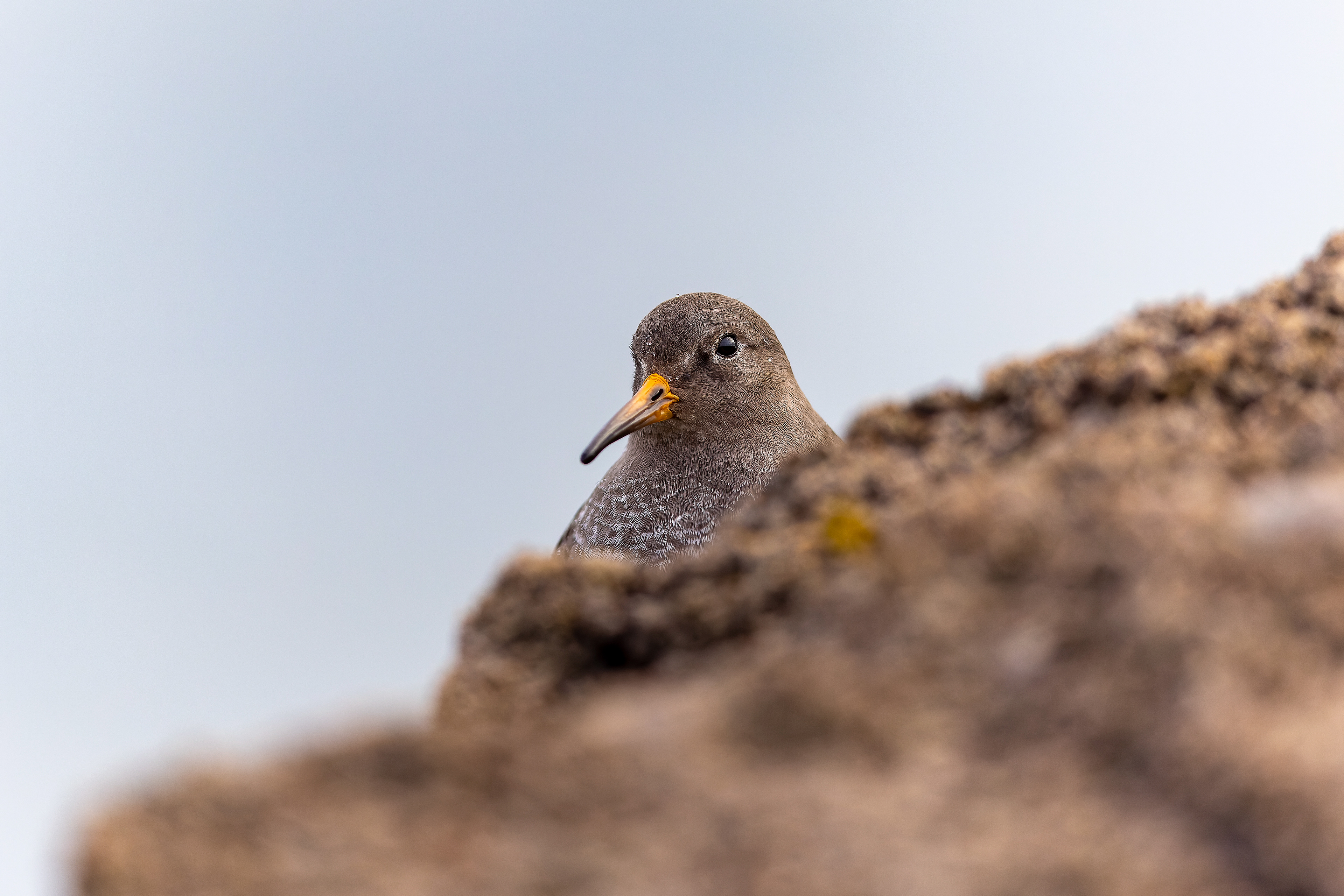 Purple Sandpiper - UK