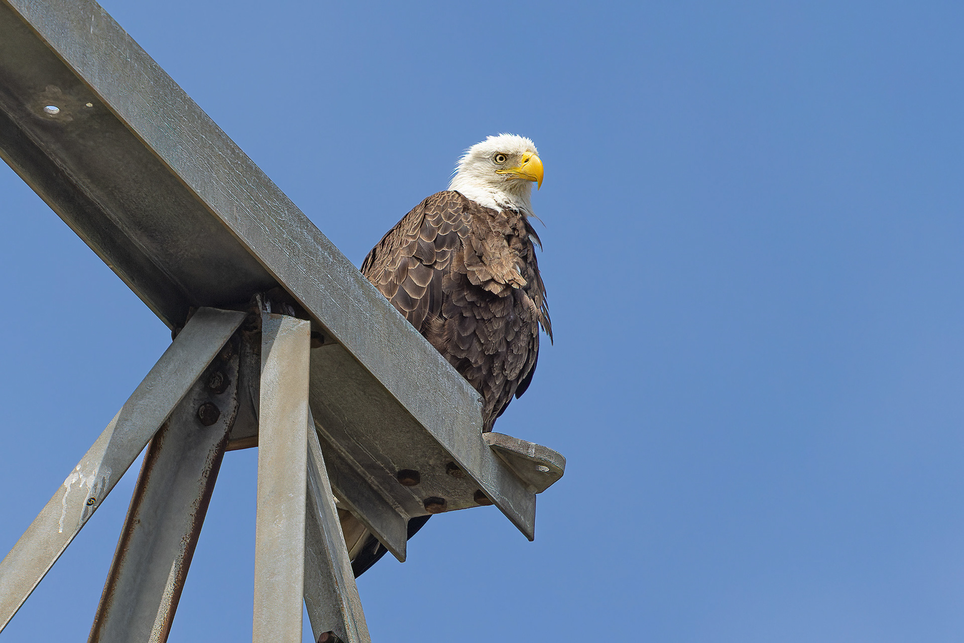 Bald Eagle - USA