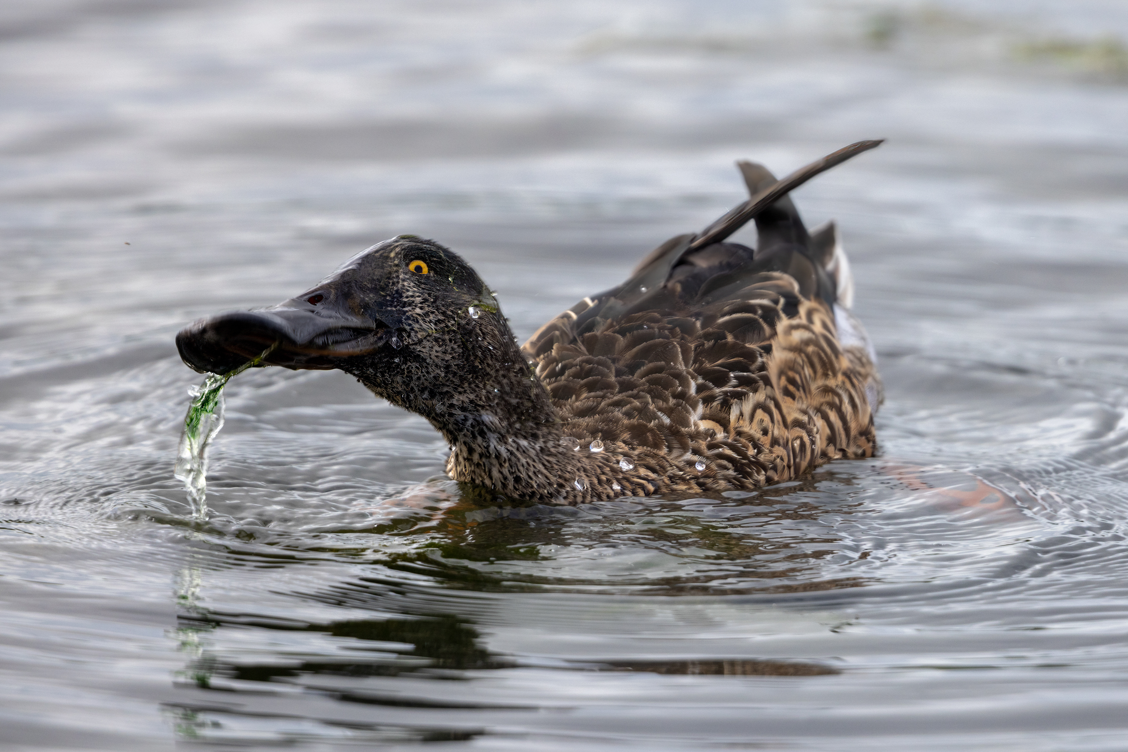Northern Shoveler - UK