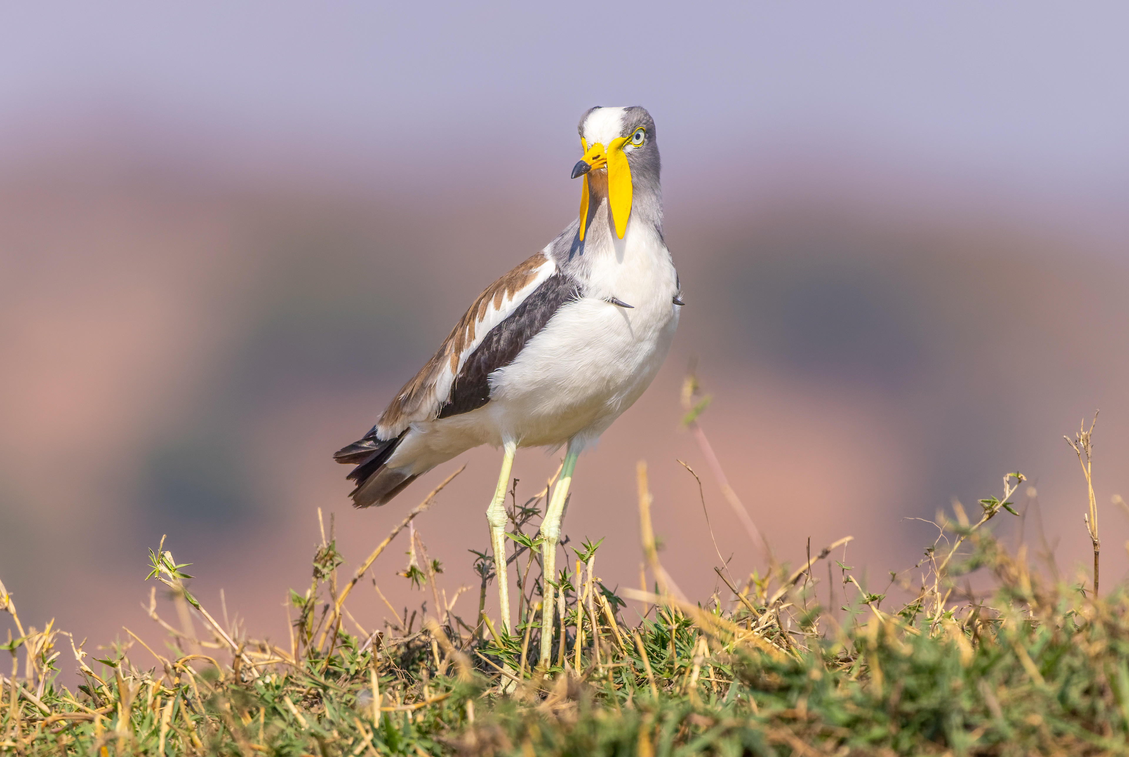 White-crowned Lapwing