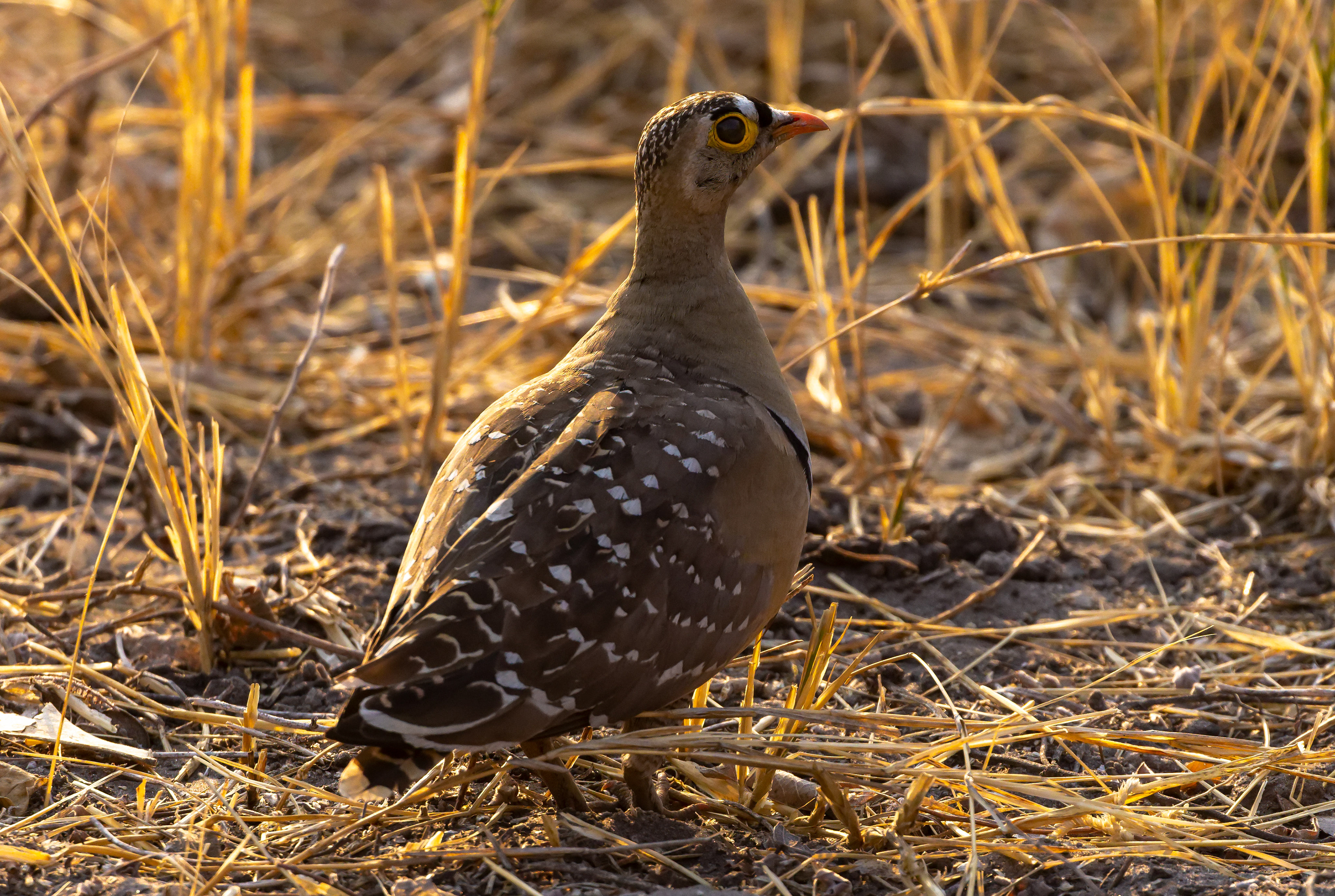 Double-banded Sandgrouse - Botswana