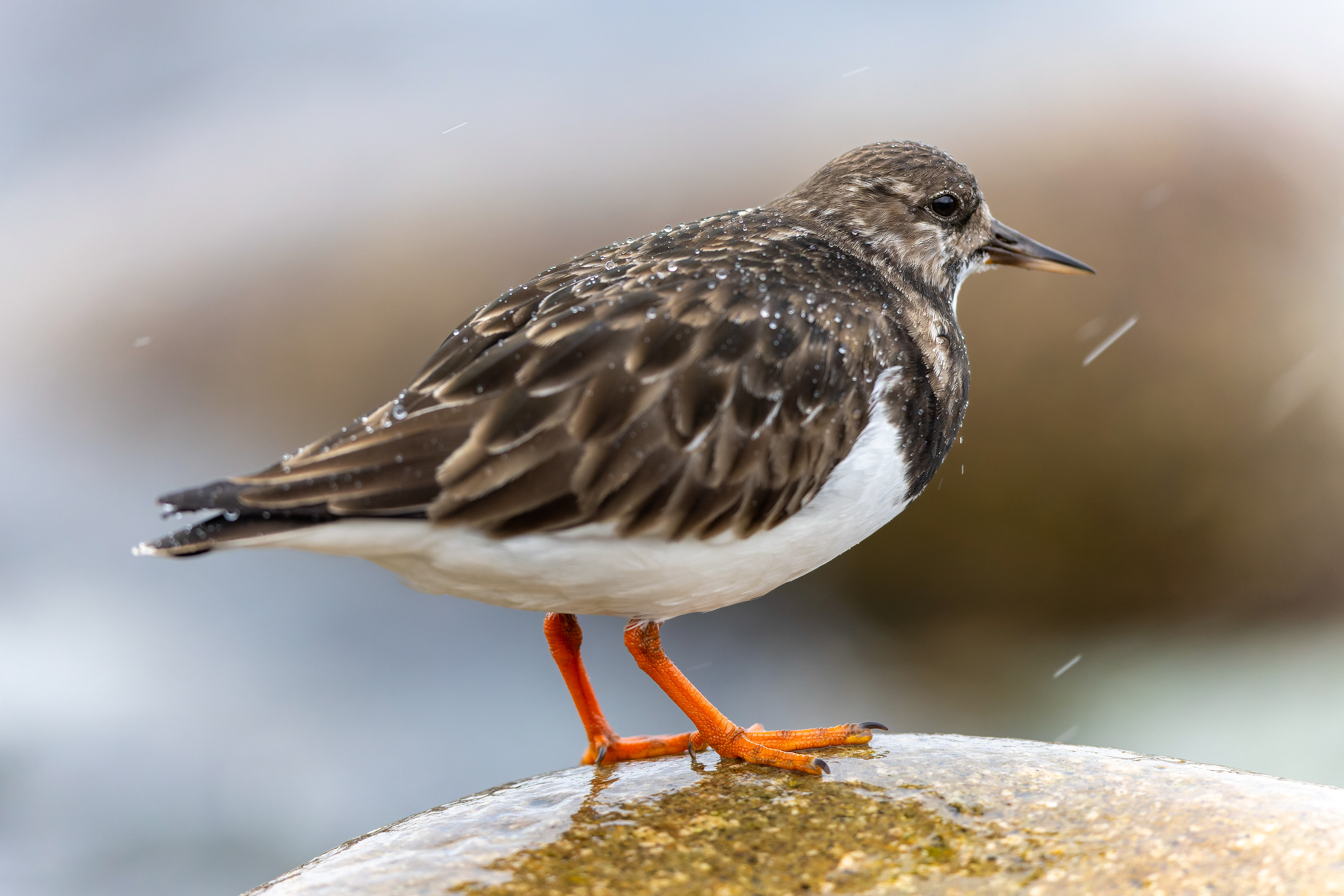 Ruddy Turnstone - UK
