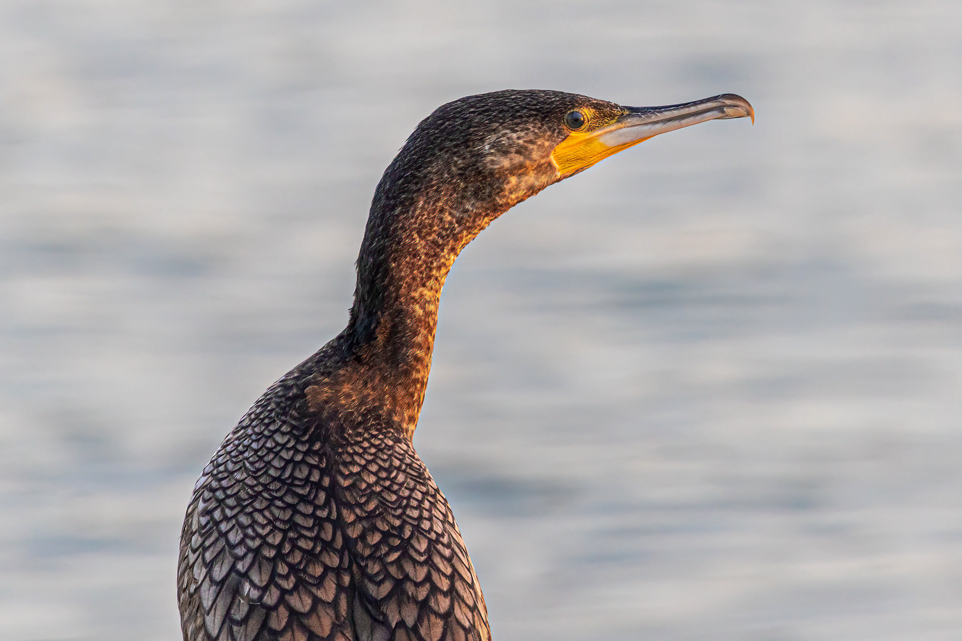 Great Cormorant - Bahrain