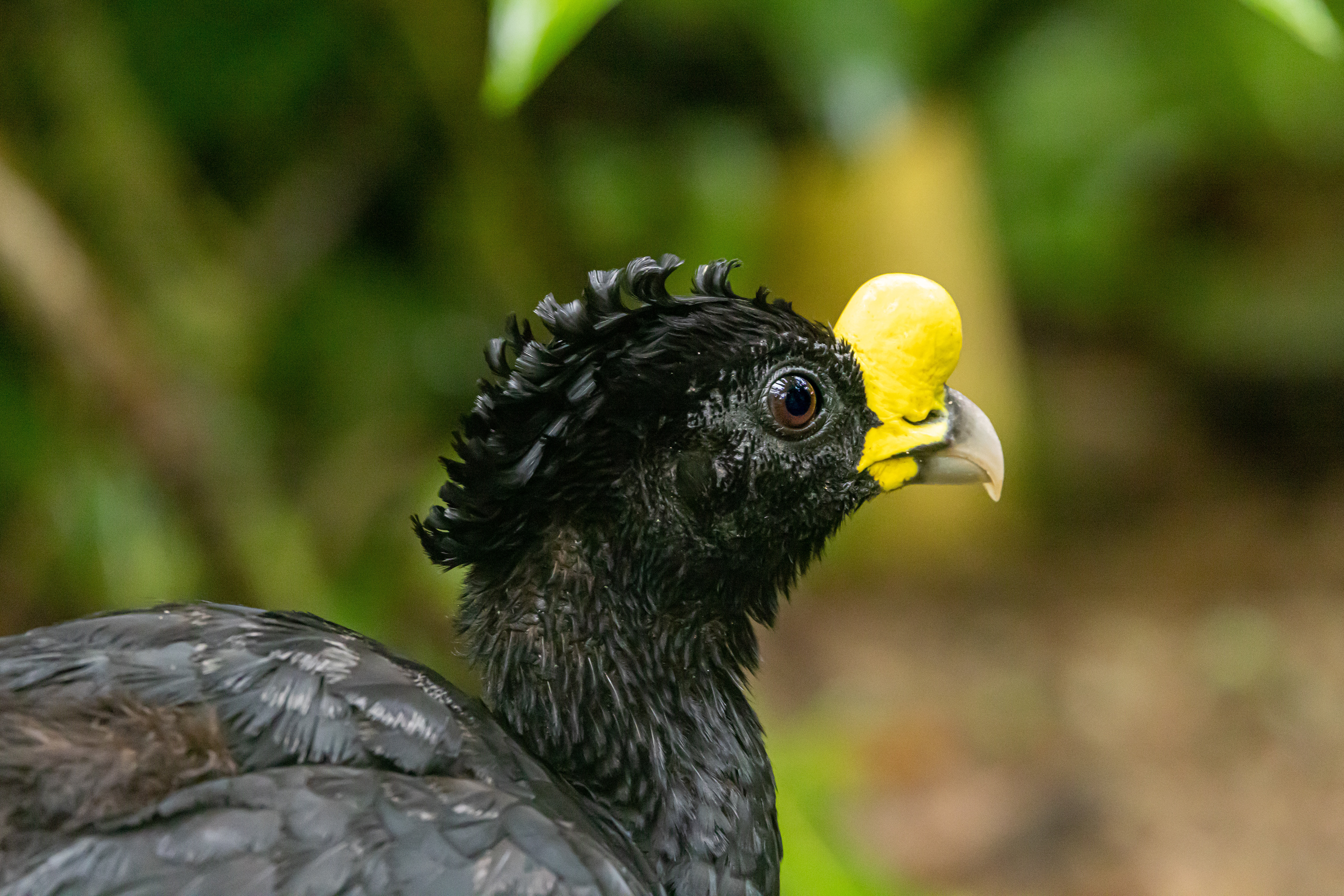 Great Currassow - Costa Rica