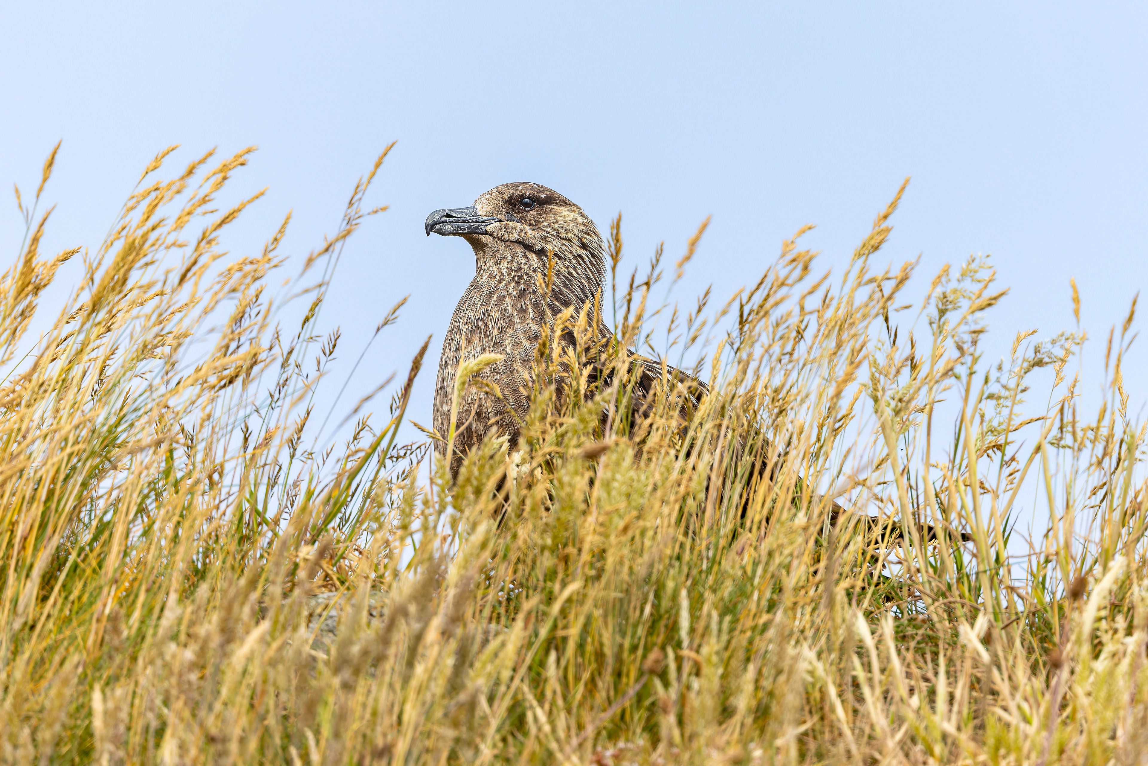 Great Skua - Scotland