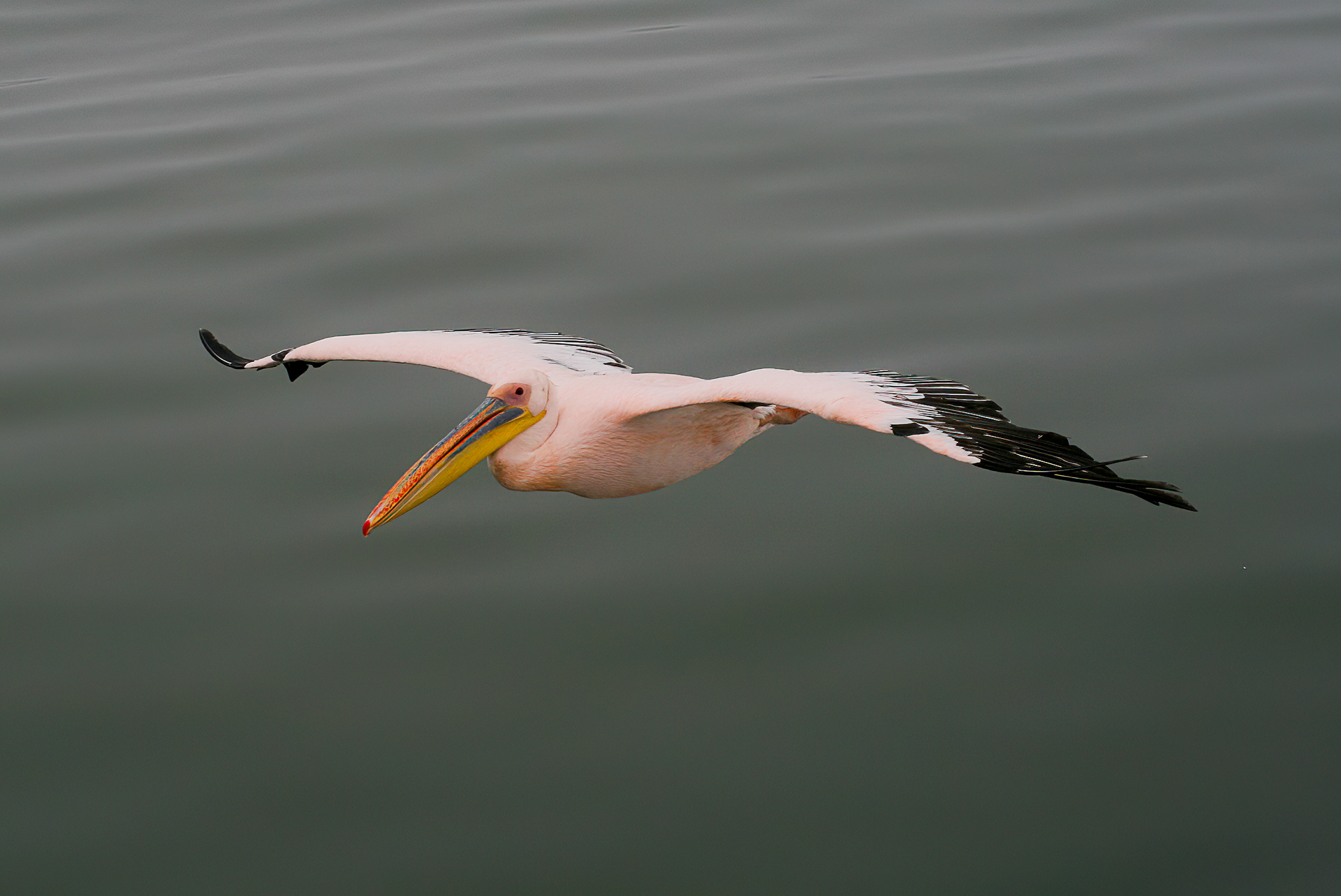 Great White Pelican - Namibia
