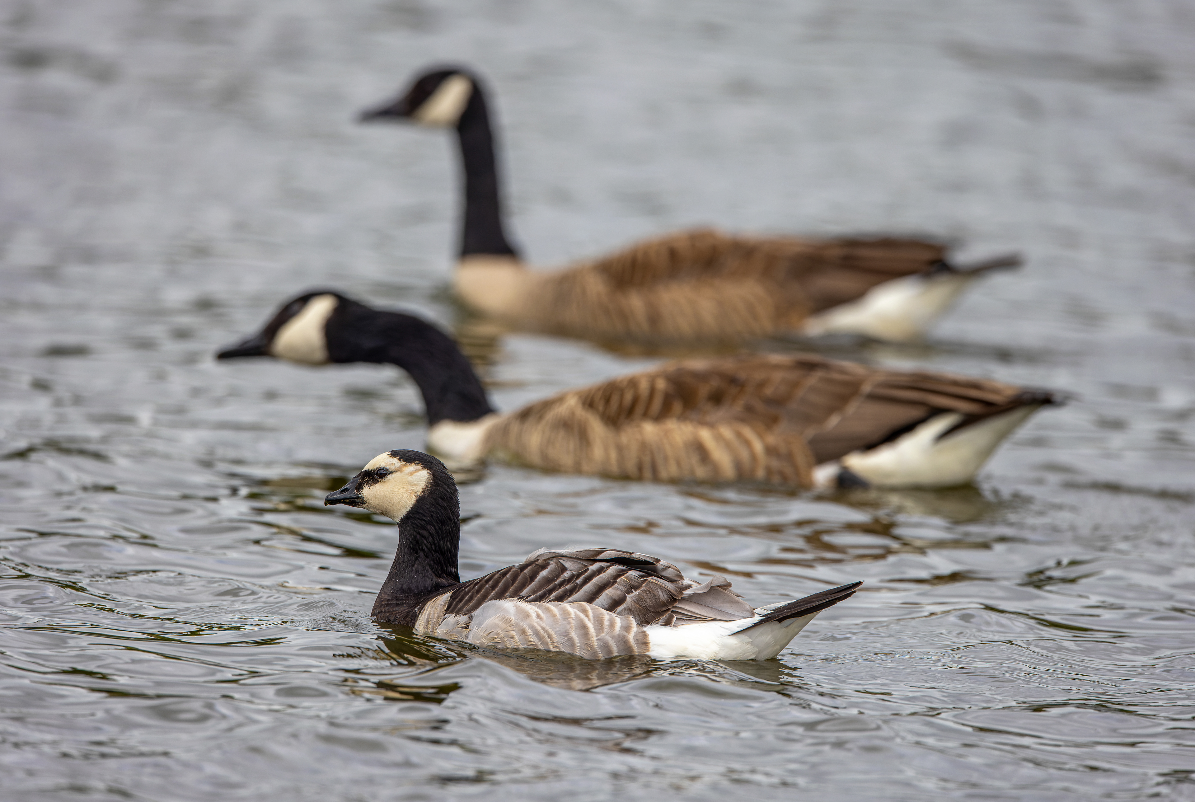 Barnacle and Canada Goose - UK