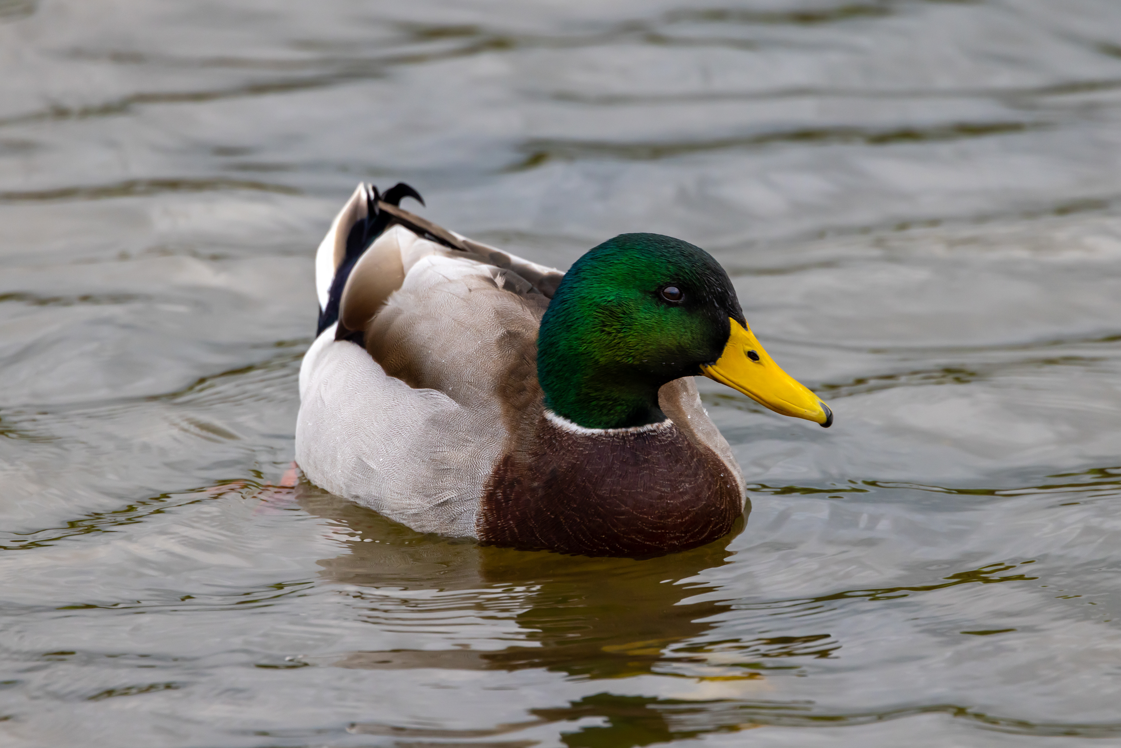Mallard - UK