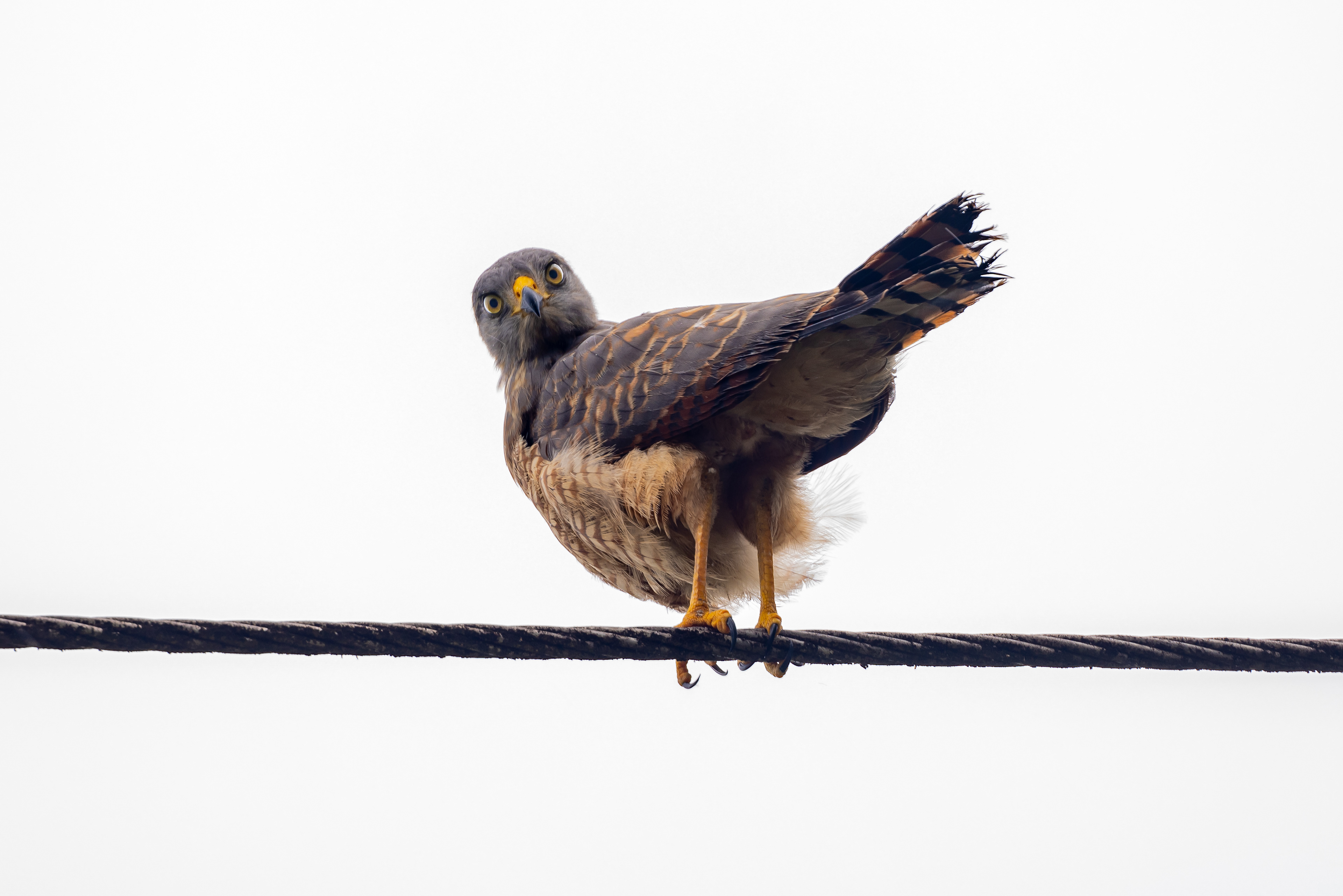 Roadside Hawk - Costa Rica