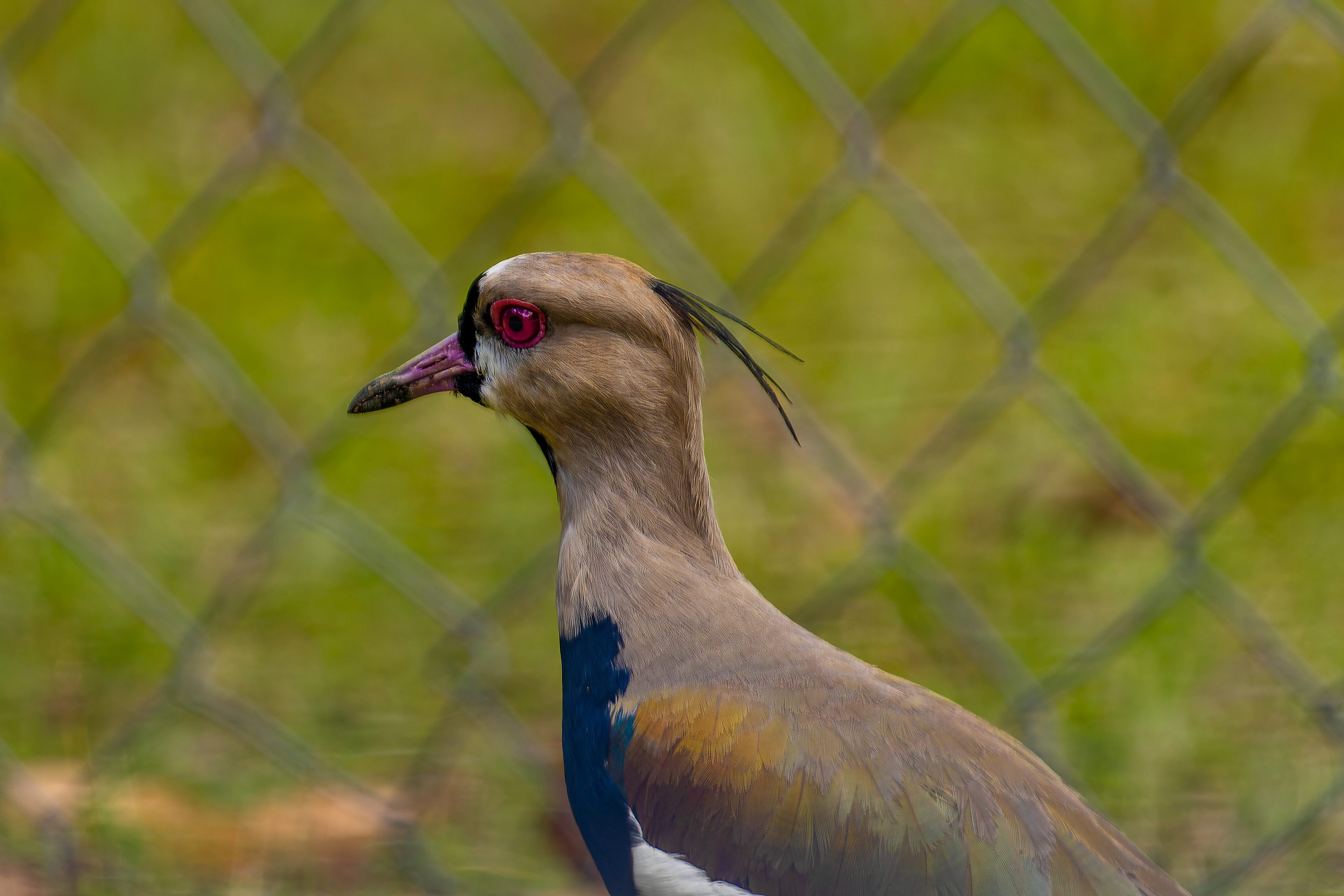 Southern Lapwing - Tobago