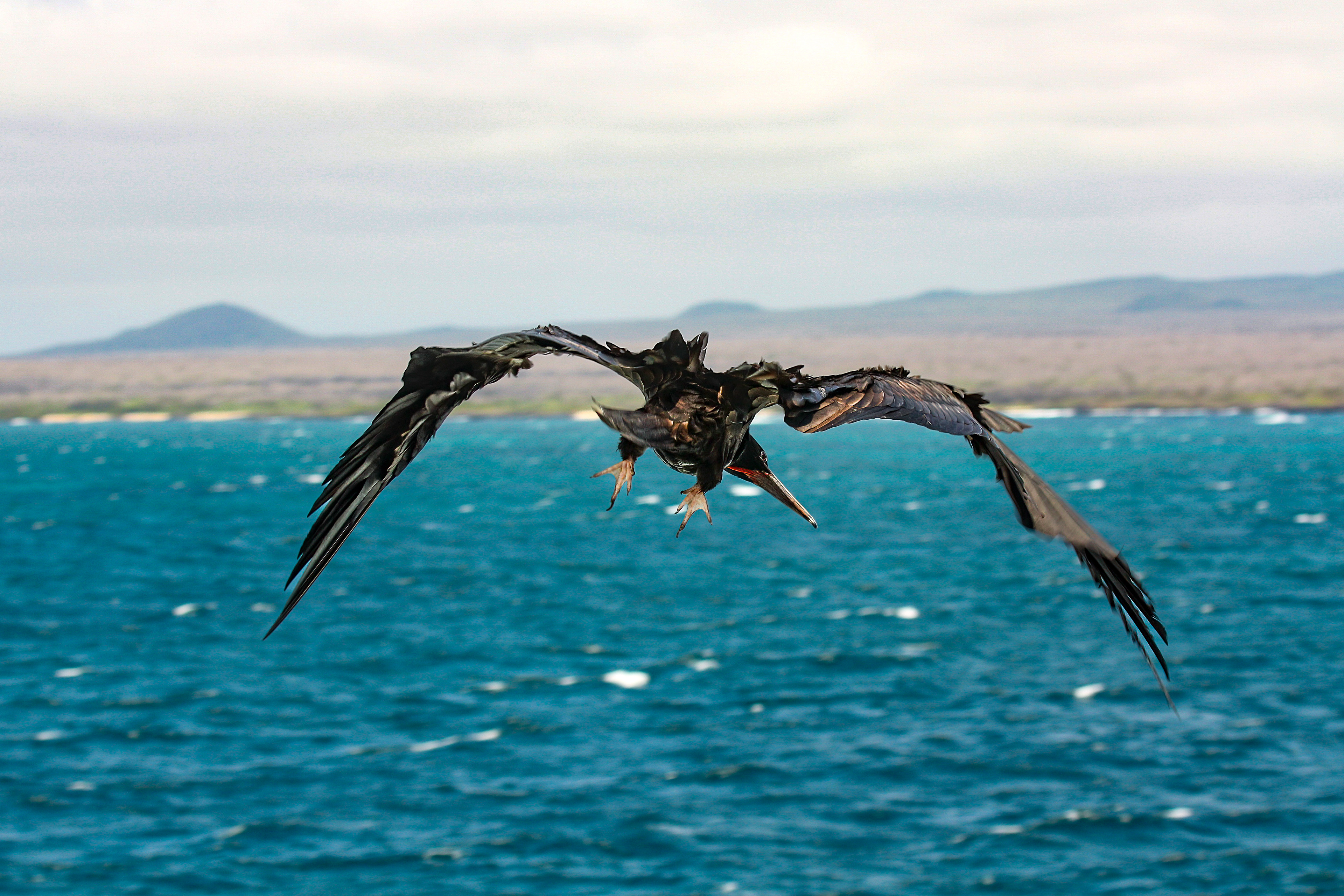 Magnificent Frigate Bird - Galapagos