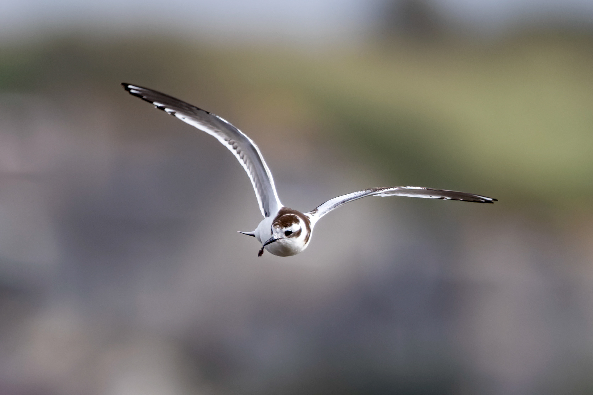 Little Gull - UK