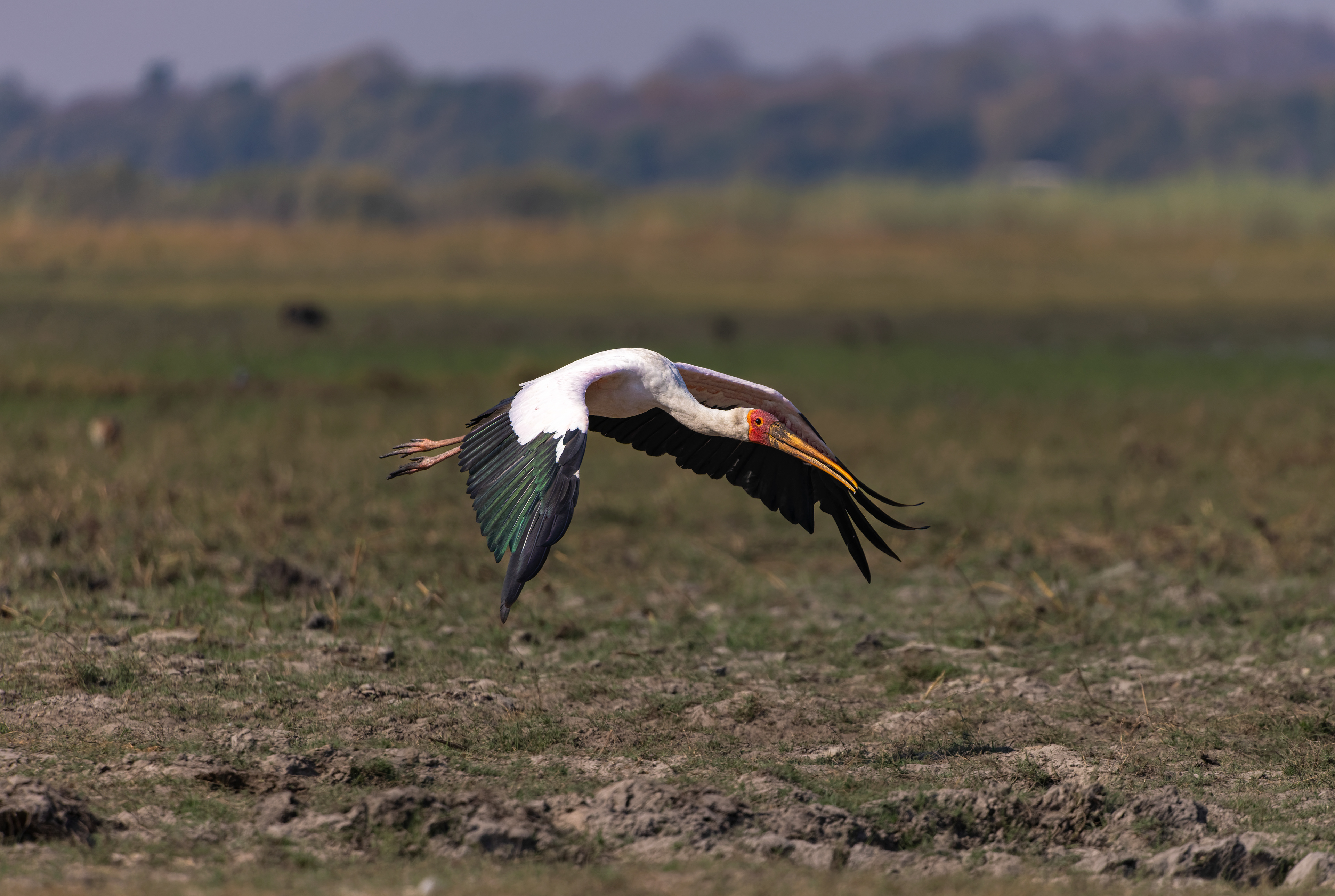 Yellow-billed Stork - Botswana