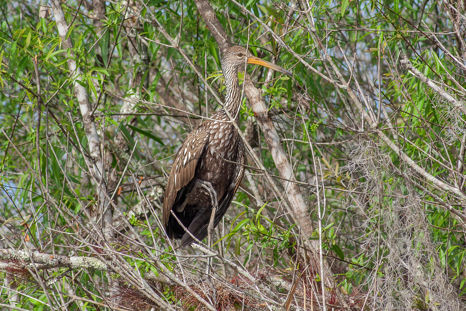 Limpkin - USA