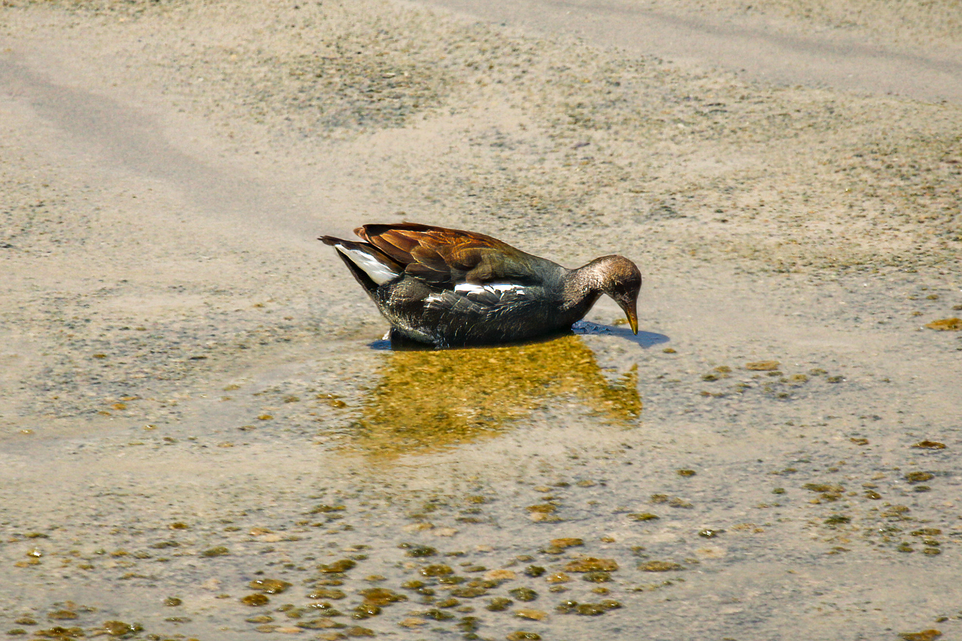 American Moorhen - Galapagos