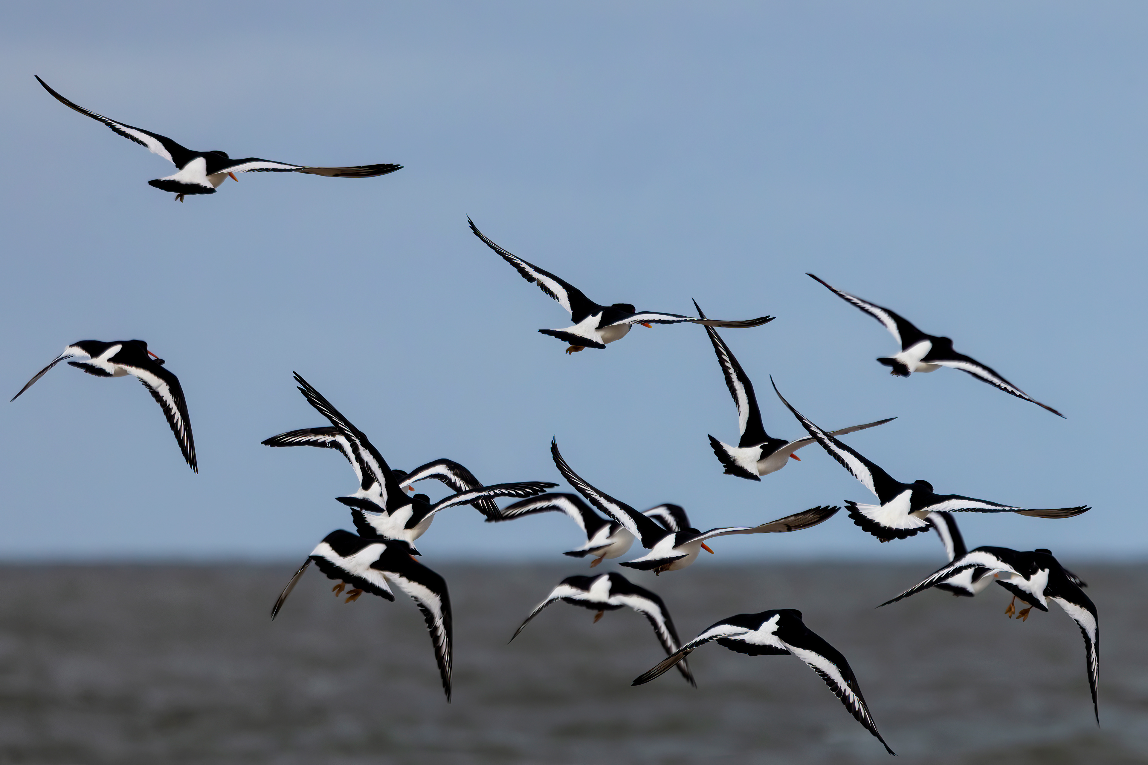 Eurasian Oystercatcher - UK