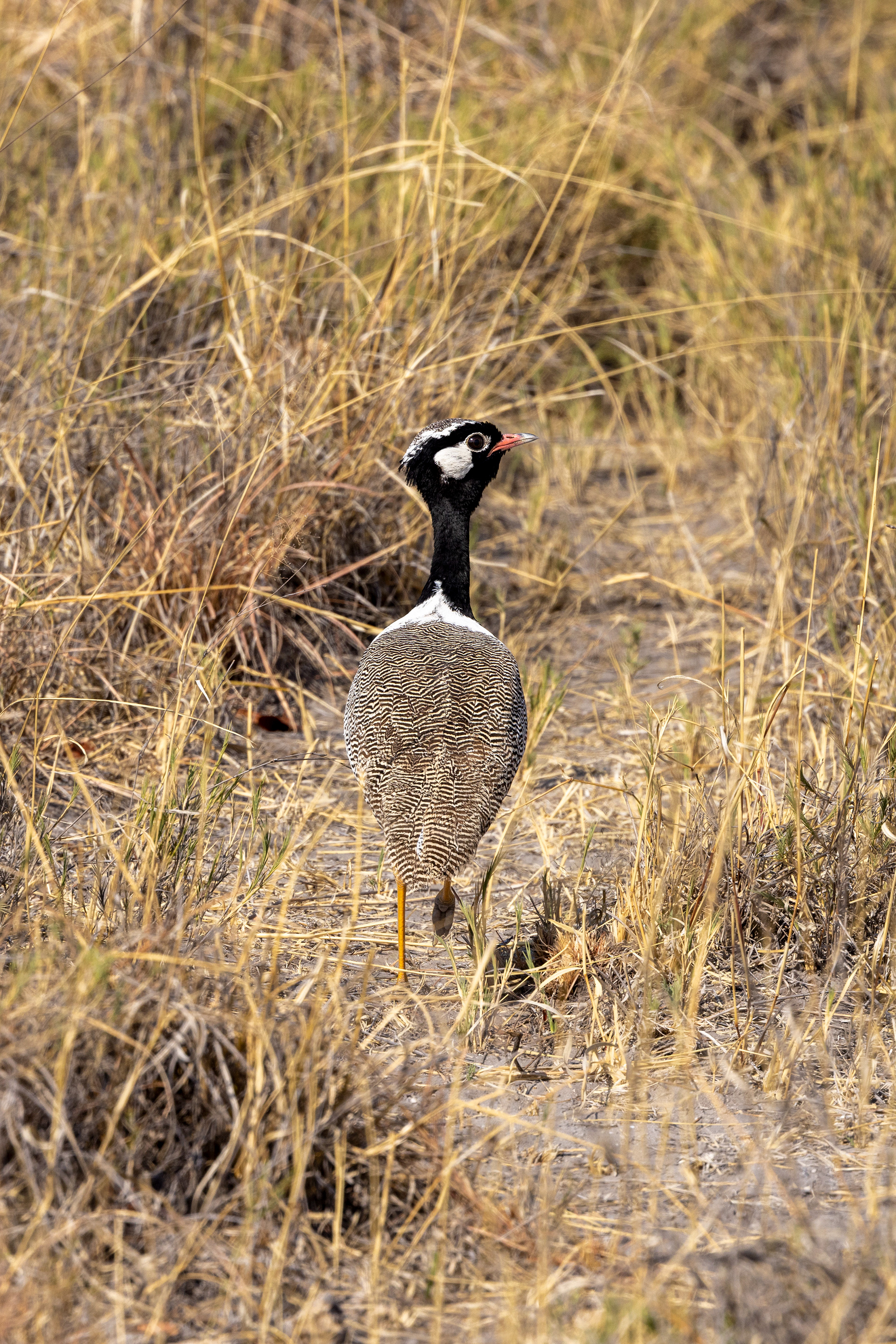 Northern Black Korhaan - Botswana