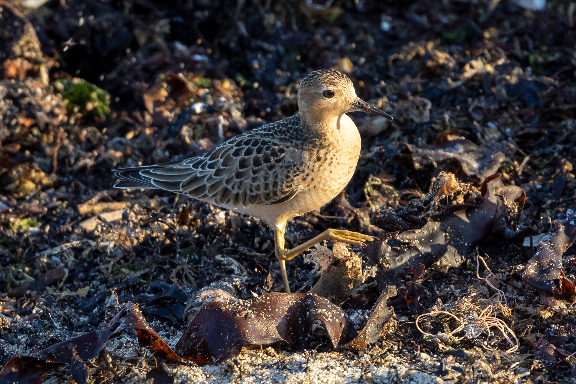 Buff-breasted Sandpiper - UK