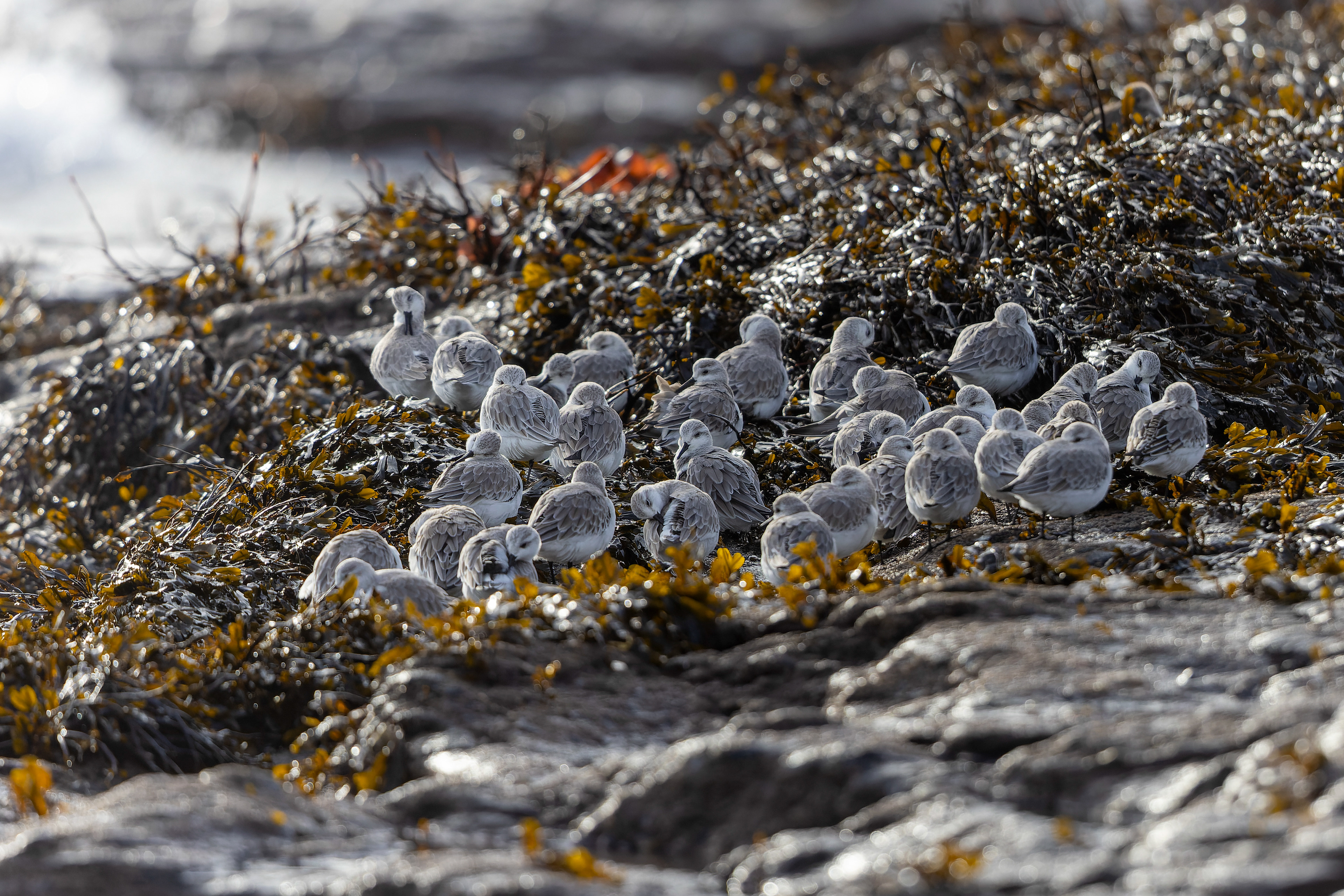 Sanderling - UK