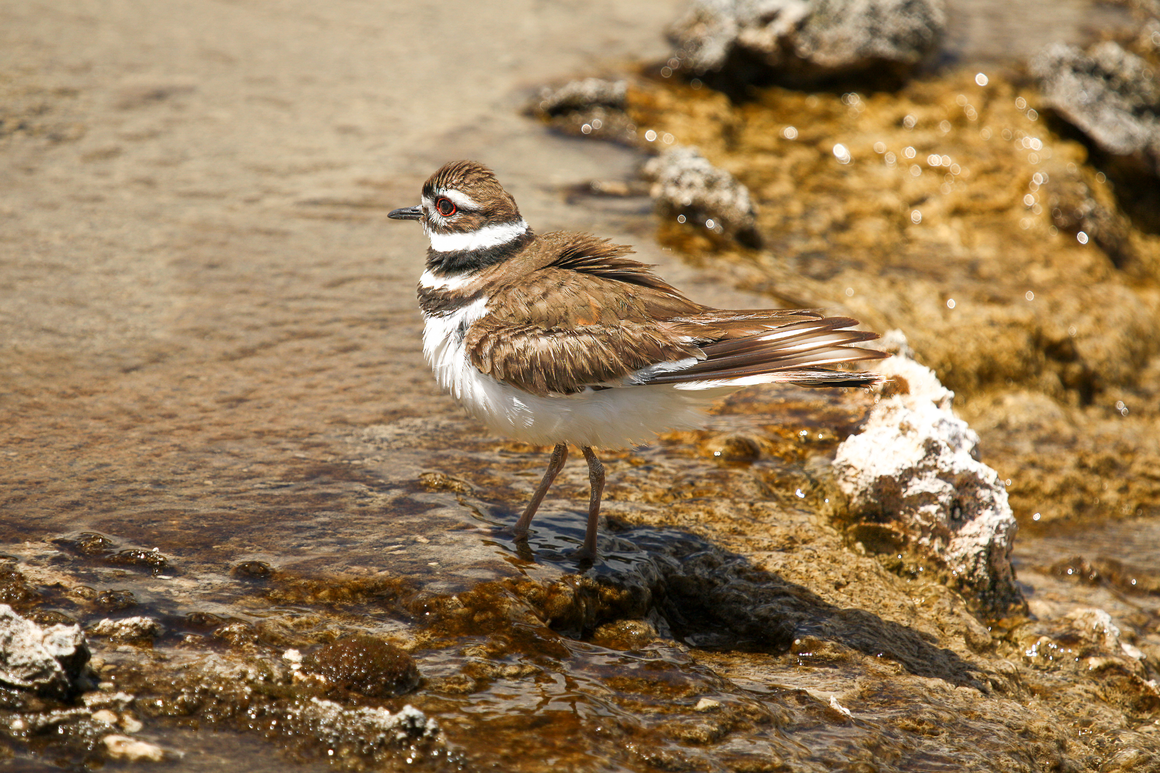 Killdeer - USA