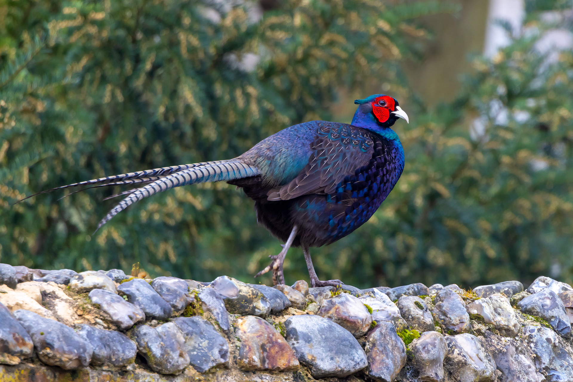 Melanistic Domestic Common Pheasant - England