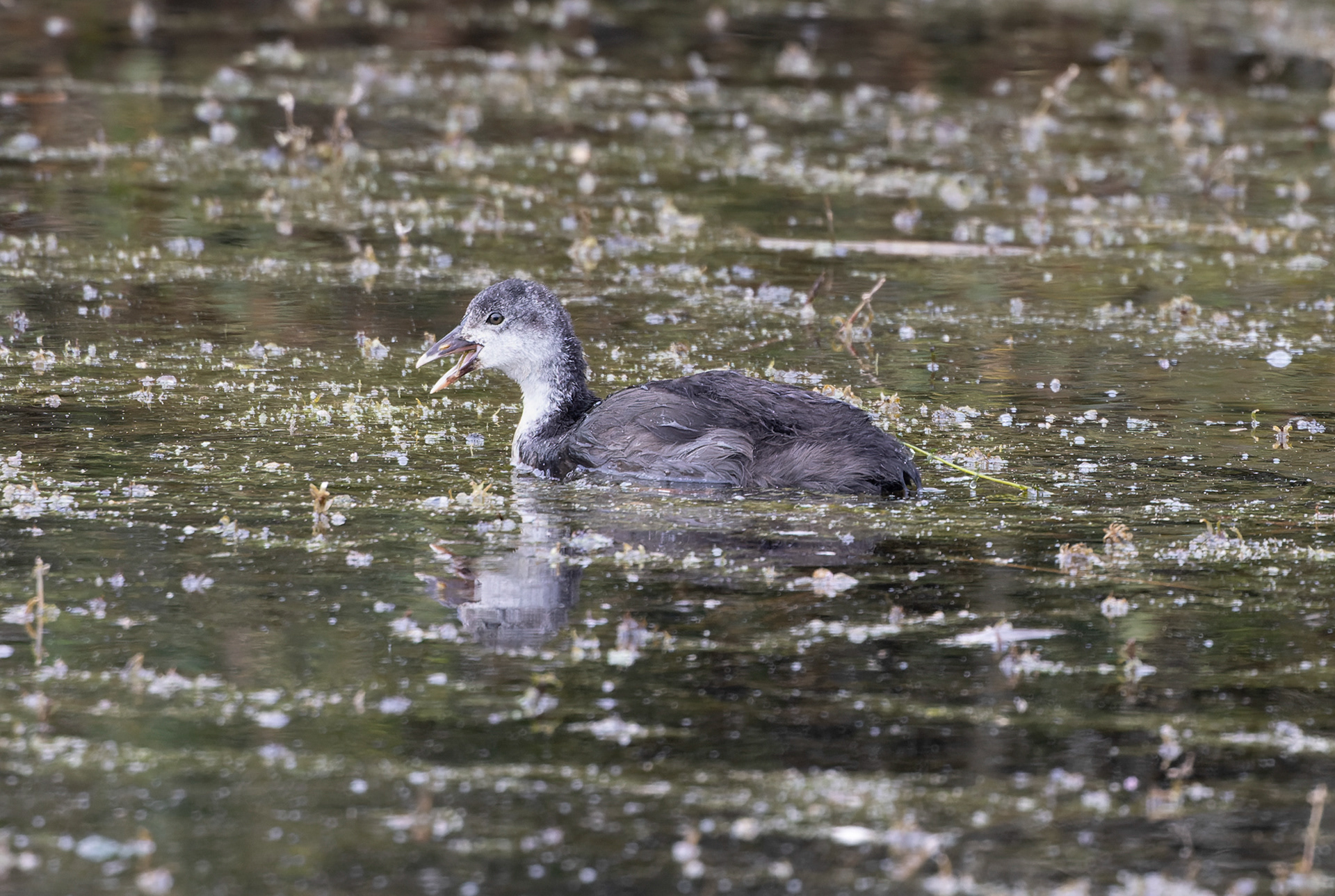Eurasian Coot (Juv) - UK
