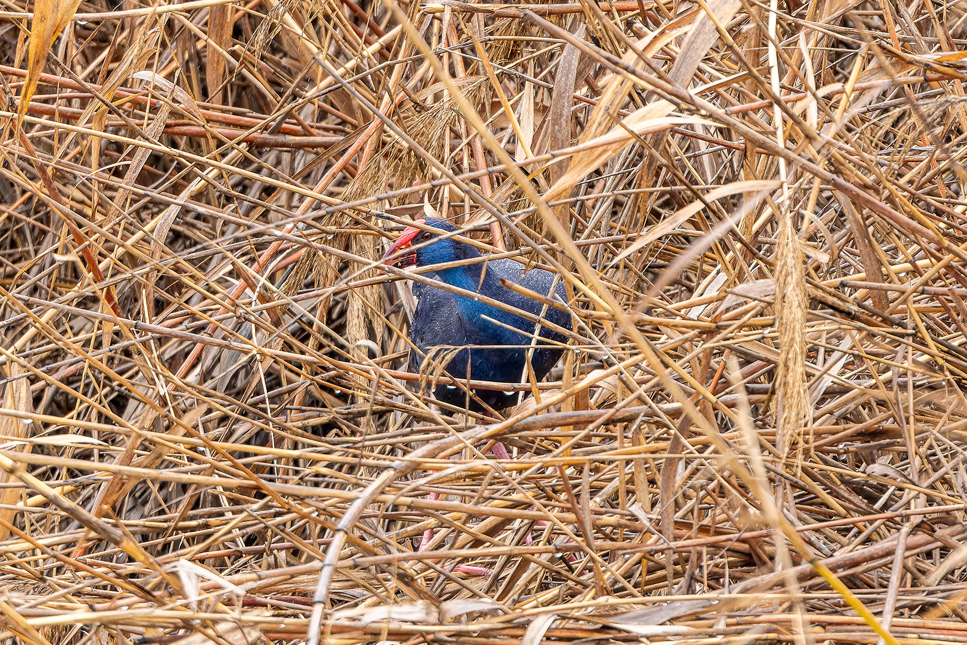 Western Swamphen - Spain