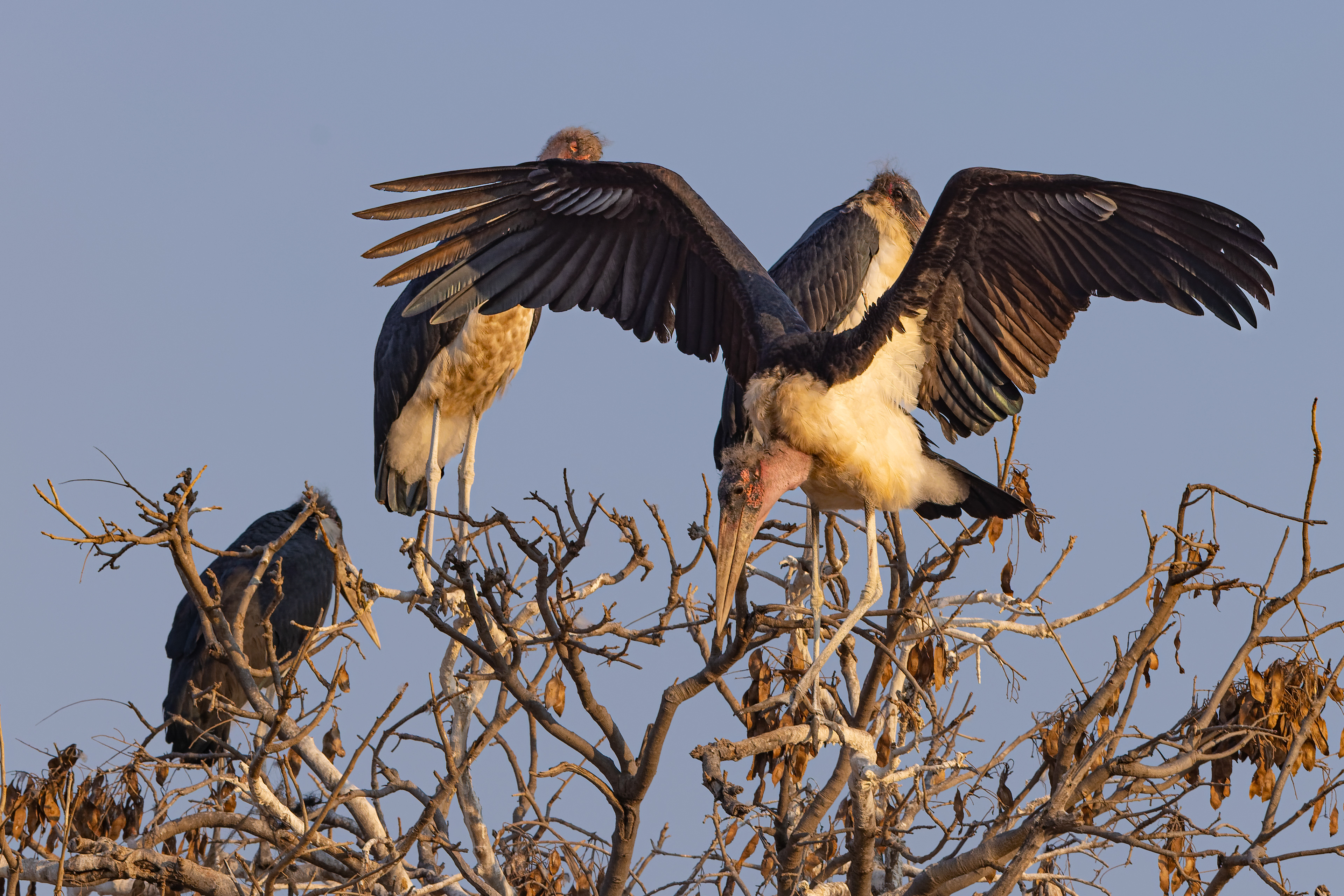 Maribou Stork - Botswana