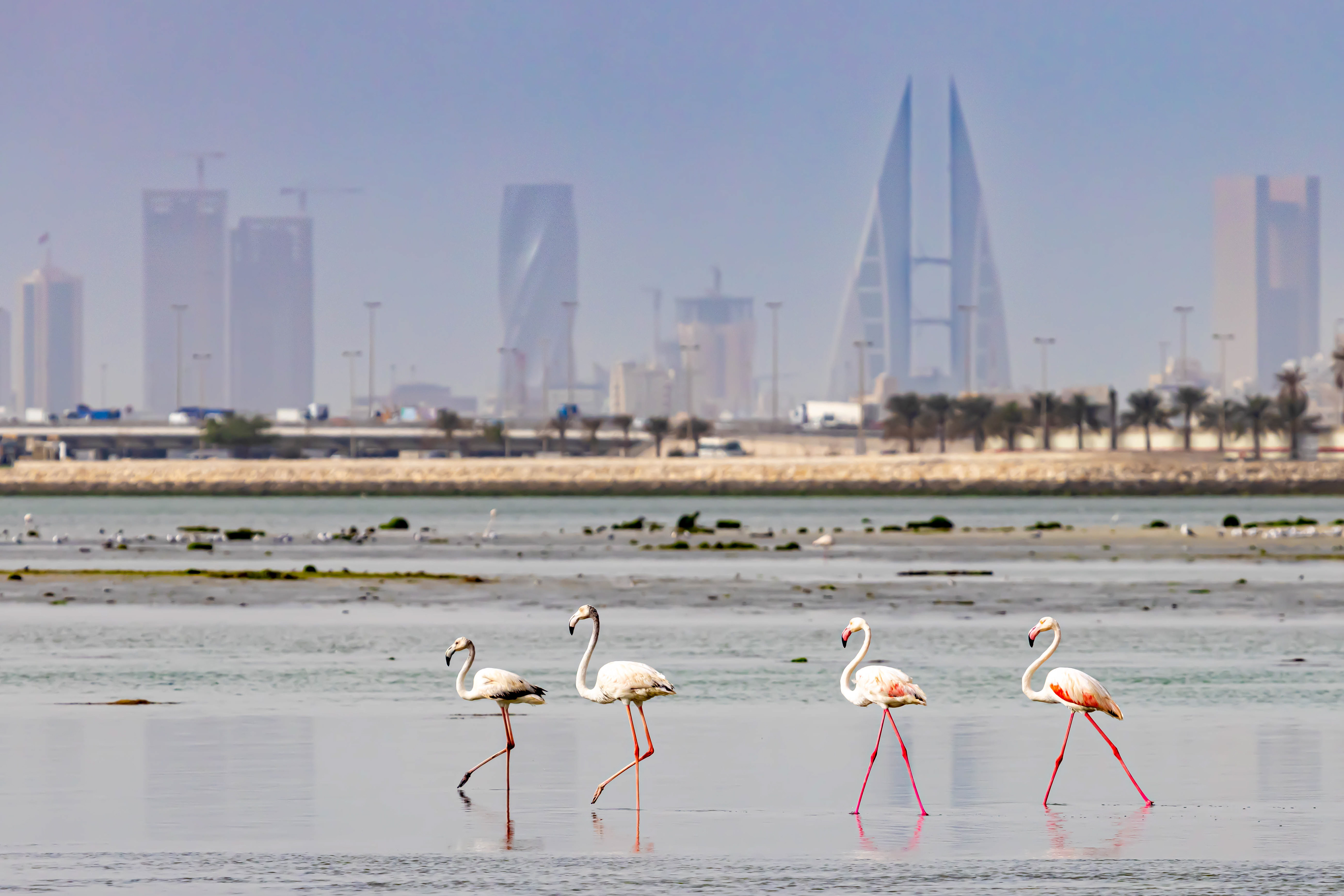 Greater Flamingo - Bahrain
