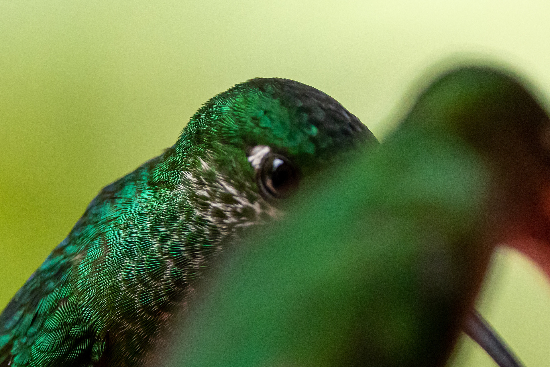 Green-crowned Brilliant - Costa Rica